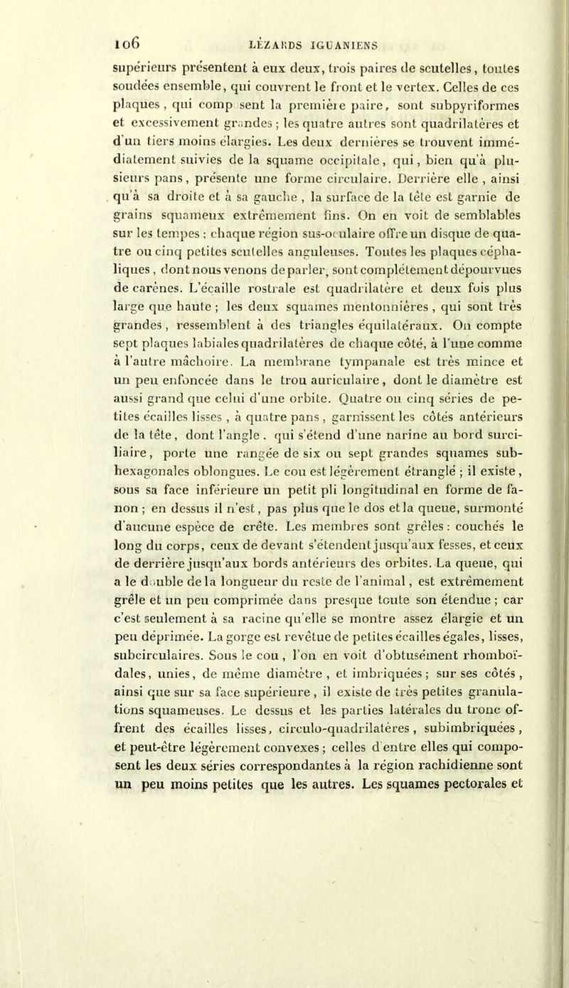 supérieurs présentent à eux deux, trois paires de scutelles, toutes soudées ensemble, qui couvrent le front et le vertex. Celles de ces plaques, qui comp sent la premièie paire, sont subpyriformes et excessivement grandes ; les quatre autres sont quadrilatères et d’un tiers moins élargies. Les deux dernières se trouvent immé- diatement suivies de la squame occipitale, qui, bien qu'à plu- sieurs pans, présente une forme circulaire. Derrière elle , ainsi qu’à sa droite et à sa gauche , la surface de la tête est garnie de grains squameux extrêmement fins. On en voit de semblables sur les tempes ; chaque région sus-oc ulaire offre un disque de qua- tre ou cinq petites scutelles anguleuses. Toutes les plaques cépha- liques , dont nous venons de parler, sont complètement dépourvues de carènes. L’écaille rostrale est quadrilatère et deux fois plus large que haute ; les deux squames mentonnières , qui sont très grandes , ressemblent à des triangles équilatéraux. On compte sept plaques labiales quadrilatères de chaque côté, à l une comme à l’autre mâchoire. La membrane tympanale est très mince et un peu enfoncée dans le trou auriculaire, dont le diamètre est aussi grand que celui d’une orbite. Quatre ou cinq séries de pe- tites écailles lisses , à quatre pans , garnissent les côtés antérieurs de la tête, dont l’angle . qui s’étend d’une narine au bord surci- liaire, porte une rangée de six ou sept grandes squames sub- hexagonales oblongues. Le cou est légèrement étranglé ; il existe, sous sa face inférieure un petit pli longitudinal en forme de fa- non ; en dessus il n’est, pas plus que le dos et la queue, surmonté d'aucune espèce de crête. Les membres sont grêles : couchés le long du corps, ceux de devant s’étendent jusqu’aux fesses, et ceux de derrière jusqu’aux bords antérieurs des orbites. La queue, qui a le double de la longueur du reste de l’animal, est extrêmement grêle et un peu comprimée dans presque toute son étendue ; car c’est seulement à sa racine qu’elle se montre assez élargie et un peu déprimée. La gorge est revêtue de petites écailles égales, lisses, subcirculaires. Sous le cou, l’on en voit d’obtusément rhomboï- dales, unies, de même diamètre , et imbriquées ; sur ses côtés, ainsi que sur sa face supérieure , il existe de très petites granula- tions squameuses. Le dessus et les parties latérales du tronc of- frent des écailles lisses, circulo-quadrilatéres , subimbriquées, et peut-être légèrement convexes ; celles d'entre elles qui compo- sent les deux séries correspondantes à la région rachidienne sont un peu moins petites que les autres. Les squames pectorales et