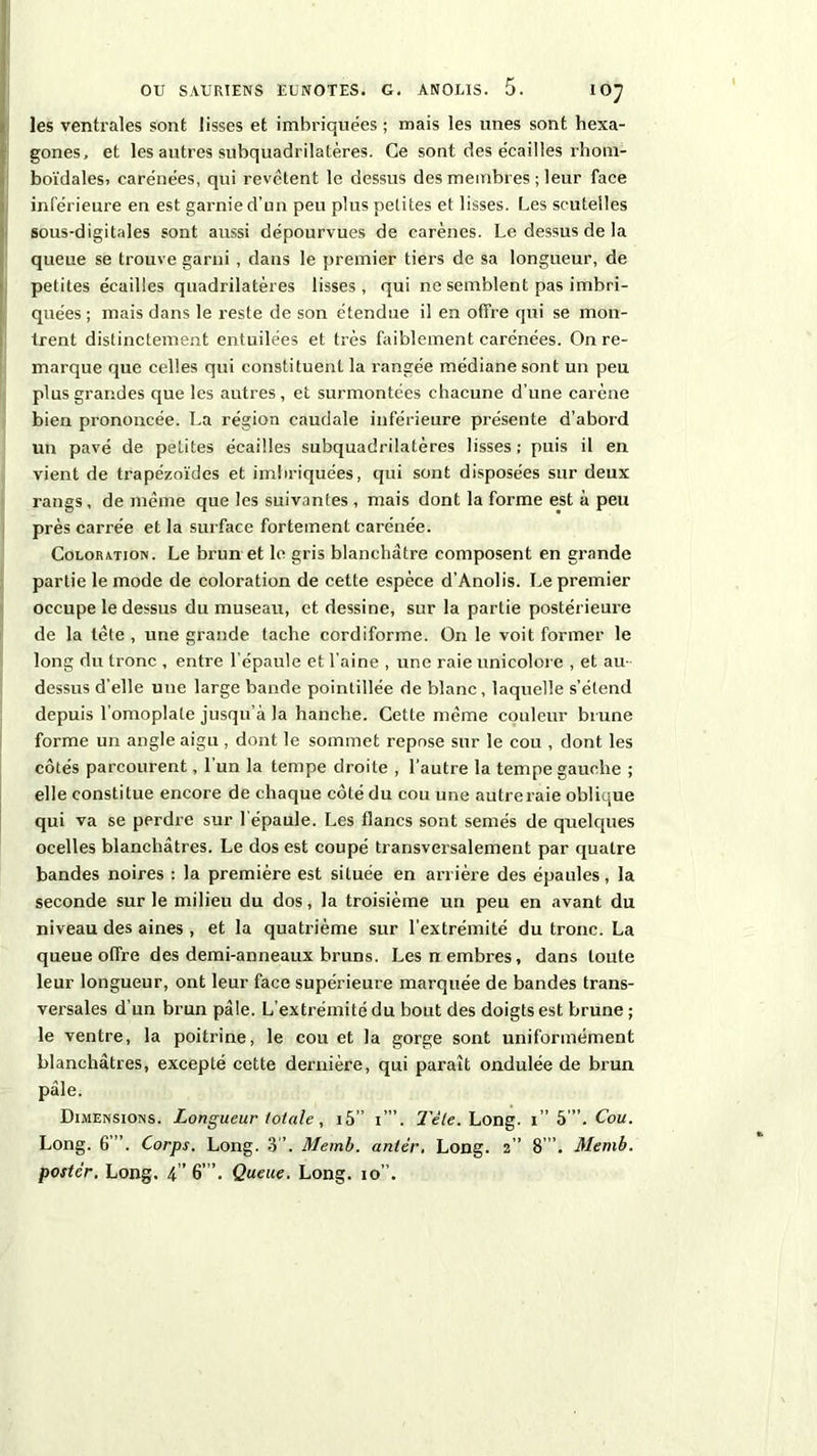 les ventrales sont lisses et imbriquées ; mais les unes sont hexa- gones, et les autres subquadrilatères. Ce sont des écailles rhom- boïdalest carénées, qui revêtent le dessus des membres ; leur face inférieure en est garnie d’un peu plus petites et lisses. Les scutelles sous-digitales sont aussi dépourvues de carènes. Le dessus de la queue se trouve garni, dans le premier tiers de sa longueur, de petites écailles quadrilatères lisses, qui ne semblent pas imbri- quées; mais dans le reste de son étendue il en otfre qui se mon- trent distinctement entuilées et très faiblement carénées. On re- marque que celles qui constituent la rangée médiane sont un peu plus grandes que les autres, et surmontées chacune d’itne carène bien prononcée. La région caudale inférieure présente d’abord un pavé de petites écailles subquadrilatères lisses; puis il en vient de trapézoïdes et imbriquées, qui sont disposées sur deux rangs, de même que les suivantes , mais dont la forme est à peu près carrée et la surface fortement carénée. Coloration. Le brun et le gris blanchâtre composent en grande partie le mode de coloration de cette espèce d’Anolis. Le premier occupe le dessus du museau, et dessine, sur la partie postérieure de la tête , une grande tache cordiforme. On le voit former le long du tronc , entre l’épaule et l’aine , une raie unicolore , et au- dessus d'elle une large bande pointillée de blanc, laquelle s’étend depuis l’omoplate jusqu’à la hanche. Cette même couleur brune forme un angle aigu , dont le sommet repose sur le cou , dont les côtés parcourent, l’un la tempe droite , l’autre la tempe gauche ; elle constitue encore de chaque côté du cou une autre raie oblique qui va se perdre sur l'épaule. Les flancs sont semés de quelques ocelles blanchâtres. Le dos est coupé transversalement par quatre bandes noires : la première est située en arrière des épaules, la seconde sur le milieu du dos, la troisième un peu en avant du niveau des aines , et la quatrième sur l’extrémité du tronc. La queue offre des demi-anneaux bruns. Lesuembres, dans toute leur longueur, ont leur face supérieure marquée de bandes trans- versales d’un brun pâle. L’extrémité du bout des doigts est brune ; le ventre, la poitrine, le cou et la gorge sont uniformément blanchâtres, excepté cette dernière, qui paraît ondulée de brun pâle. Dimensions. Longueur totale , 15” i”\ Tête. Long, i” 5 '.Cou. Long. 6’”. Corps. Long. 3”. Memb. anlèr, Long. 2” 8 ”. Memb. poster. Long. 4” 6”’. Queue. Long. 10”.