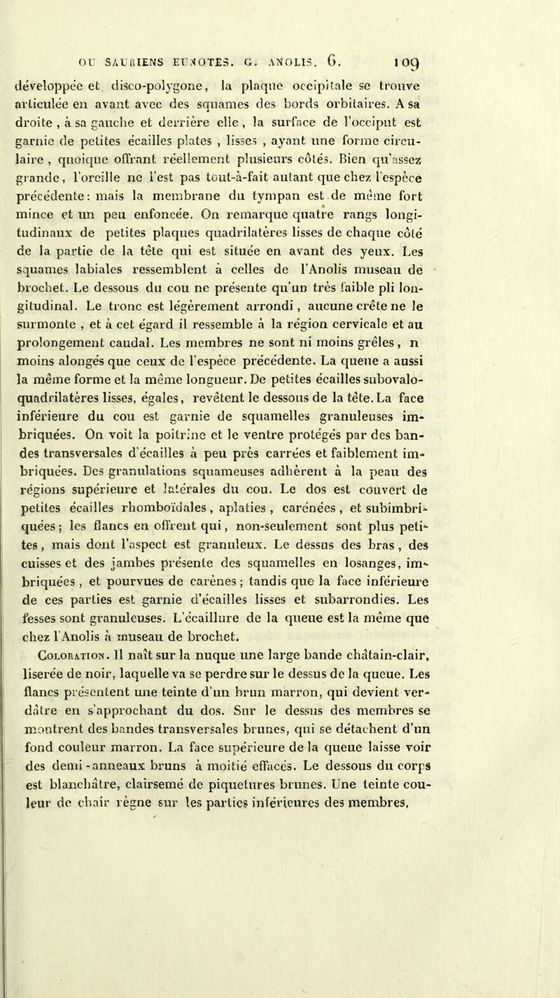 développée et disco-polygone, la plaque occipitale se trouve articulée en avant avec des squames des bords orbitaires. A sa droite , à sa gauche et derrière elle , la surface de l’occiput est garnie de petites écailles plates , lisses , ayant une forme circu- laire , quoique offrant réellement plusieurs côtés. Bien qu’assez grande, l'oreille ne l’est pas tout-à-fait autant que chez l'espece précédente: mais la membrane du tympan est de même fort mince et un peu enfoncée. On remarque quatre rangs longi- tudinaux de petites plaques quadrilatères lisses de chaque côté de la partie de la tête qui est située en avant des yeux. Les squames labiales ressemblent à celles de l’Anolis museau de brochet. Le dessous du cou ne présente qu’un très faible pli lon- gitudinal. Le tronc est légèrement arrondi, aucune crête ne le surmonte , et à cet égard il ressemble à la région cervicale et au prolongement caudal. Les membres ne sont ni moins grêles , n moins alongés que ceux de l’espèce précédente. La queue a aussi la même forme et la même longueur. De petites écailles subovalo- quadrilatères lisses, égales, revêtent le dessous de la tête. La face inférieure du cou est garnie de squamelles granuleuses im- briquées. On voit la poitrine et le ventre protégés par des ban- des transversales d’écailles à peu près carrées et faiblement im- briquées. Des granulations squameuses adhèrent à la peau des régions supérieure et latérales du cou. Le dos est couvert de petites écailles rhomboïdales , aplaties, carénées , et subimbri- quées ; les flancs en offrent qui, non-seulement sont plus peti- tes , mais dont l’aspect est granuleux. Le dessus des bras , des cuisses et des jambes présente des squamelles en losanges, im- briquées , et pourvues de carènes; tandis que la face inférieure de ces parties est garnie d’écailles lisses et subarrondies. Les fesses sont granuleuses. L’écaillure de la queue est la même que chez l’Anolis à museau de brochet. Coloration. Il naît sur la nuque une large bande châtain-clair, liserée de noir, laquelle va se perdre sur le dessus de la queue. Les flancs présentent mie teinte d’un brun marron, qui devient ver- dâtre en s’approchant du dos. Sur le dessus des membres se montrent des bandes transversales brunes, qui se détachent d’un fond couleur marron. La face supérieure de la queue laisse voir des demi-anneaux bruns à moitié effacés. Le dessous du corps est blanchâtre, clairsemé de piquetures brunes. Une teinte cou- leur de chair règne sur les parties inférieures des membres,