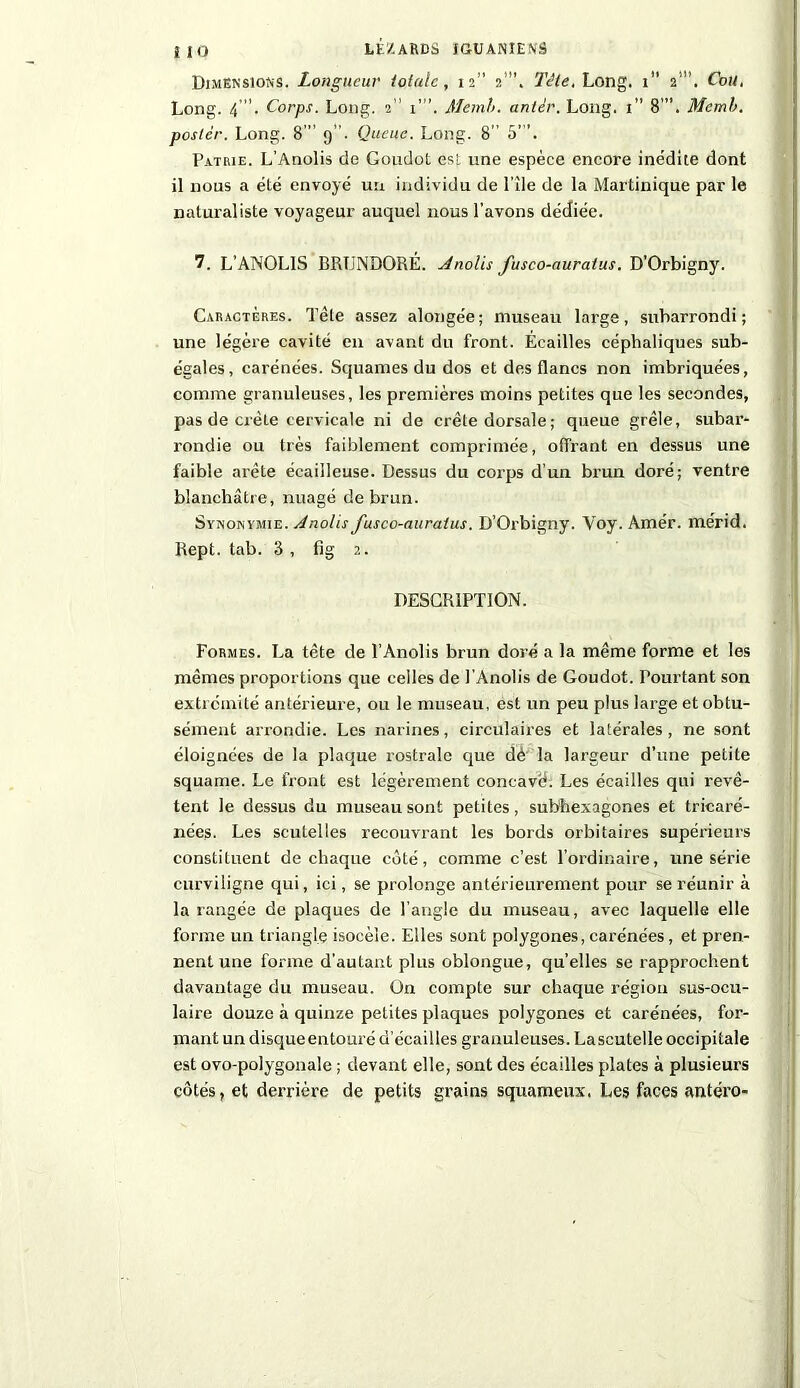 Dimensions. Longueur totale, 12” 2’”. Tête, Long. 1 2’”. Cou, Long. 4’. Corps. Long. 2” 1”’. Memb. antèr. Long. 1” 8”’. Memb. poster. Long. 8 ” 9”. Queue. Long. 8” 5’”. Patrie. L’Anolis de Goudot est une espèce encore inédite dont il nous a été envoyé un individu de l’île de la Martinique par le naturaliste voyageur auquel nous l’avons dédiée. 7. L’ANOLIS BRUNDORÉ. Anolis fusco-auratus. D’Orbigny. Caractères. Tête assez alongée; museau large, subarrondi; une légère cavité en avant du front. Ecailles céphaliques sub- égales, carénées. Squames du dos et des flancs non imbriquées, comme granuleuses, les premières moins petites que les secondes, pas de crête cervicale ni de crête dorsale ; queue grêle, subar- rondie ou très faiblement comprimée, offrant en dessus une faible arête écailleuse. Dessus du corps d’un brun doré; ventre blanchâtre, imagé de brun. Synonymie. Anolis fusco-auratus. D’Orbigny. Yoy. Amér. mérid, Rept. tab. 3 , fig 2. DESCRIPTION. Formes. La tête de l’Anolis brun doré a la même forme et les mêmes proportions que celles de l'Anolis de Goudot. Pourtant son extrémité antérieure, ou le museau, est un peu plus large et obtu- sément arrondie. Les narines, circulaires et latérales, ne sont éloignées de la plaque rostrale que dè' la largeur d’une petite squame. Le front est légèrement concavé. Les écailles qui revê- tent le dessus du museau sont petites, subhexagones et tricaré- nées. Les scutelles recouvrant les bords orbitaires supérieurs constituent de chaque coté, comme c’est l’ordinaire, une série curviligne qui, ici, se prolonge antérieurement pour se réunir à la rangée de plaques de l’angle du museau, avec laquelle elle forme un triangle isocèle. Elles sont polygones, carénées, et pren- nent une forme d’autant plus oblongue, quelles se rapprochent davantage du museau. On compte sur chaque région sus-ocu- laire douze à quinze petites plaques polygones et carénées, for- mant un disque entouré d’écailles granuleuses. Laseutelle occipitale est ovo-polygonale ; devant elle, sont des écailles plates à plusieurs côtés, et derrière de petits grains squameux, Les faces antéro-