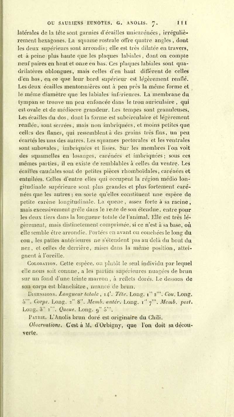 latérales cîe la tête sont garnies d’éeailles unicarénées, irréguliè- rement hexagones. La squame rostrale offre quatre angles , dont les deux supérieurs sont arrondis; elle est très dilatée en travers, et à peine plus haute que les plaques labiales, dont on compte neuf paires en haut et onze en bas. Ces plaques labiales sont qua- drilatères oblongues, mais celles d’en haut diffèrent de celles d’en bas, en ce que leur bord supérieur est légèrement renflé. Les deux écailles mentonnières ont à peu près la même forme et le même diamètre que les labiales inférieures. La membrane du tympan se trouve un peu enfoncée dans le trou auriculaire , qui est ovale et de médiocre grandeur. Les tempes sont granuleuses. Les écailles du dos, dont la forme est subcirculaire et légèrement renflée, sont serrées, mais non imbriquées, et moins petites que celles des flancs, qui ressemblent à des grains très fins, un peu écartés les uns des autres. Les squames pectorales et les ventrales sont subovales, imbriquées et lisses. Sur les membres l’on voit des squamelles en losanges, carénées et imbriquées; sous ces mêmes parties, il en existe de semblables à celles du ventre. Les écailles caudales sont de petites pièces rhomboïdales, carénées et entuilées. Celles d’entre elles qui occupent la région médio lon- gitudinale supérieure sont plus grandes et plus fortement caré- nées que les autres; en sorte quelles constituent une espèce de petite carène longitudinale. La queue, assez forte à sa racine, mais excessivement grêle dans le i ede de son étendue, entre pour les deux tiers dans la longueur totale de l’animal. Elle est très lé- gèrement, mais distinctement comprimée, si ce n’est à sa base, où elle semble être arrondie. Portées en avant ou couchées le long du cou , les pattes antérieures ne s’étendent pas au delà du bout du nez, et celles de derrière, mises dans la même position, attei- gnent à l’oreille. Coloration. Cette espèce, ou plutôt le seul individu par lequel elle nous soit connue, a les parties supérieures nuagées de brun sur un fond d'une teinte marron, à reflets dorés. Le dessous de son corps est blanchâtre, nuancé de brun. Dimensions. Longueur totale , 14’. Tête. Long. 1” 2”’. Cou. Long. 5”’. Corps. Long. 2” 8”. Memb. antér. Long. 1 7”’. Memb. post. Long. 3” 2”’. Queue. Long, g” 5”’. Patrie. L’Anolis brun doré est originaire du Chili. Observations, C’est à M, d’Orbigny, que l’on doit sa décou- verte.