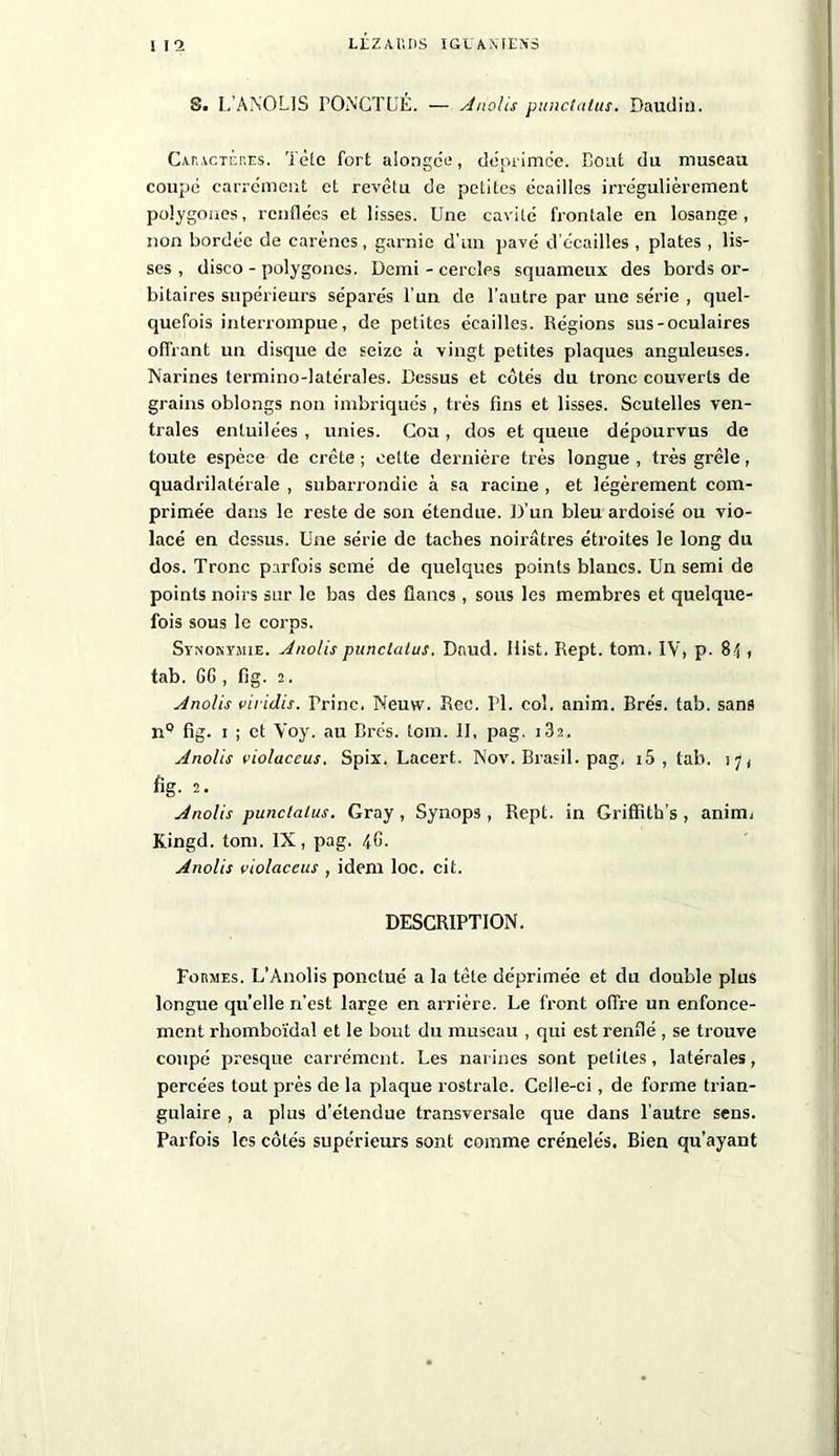 S. L’ANOLIS PONCTUÉ. — Anolis punctatus. Daudin. Caractères. Tète fort alongée, déprimée. Bout du museau coupé carrément et revêtu de petites écailles irrégulièrement polygones, renflées et lisses. Une cavité frontale en losange, non bordée de carènes, garnie d’un pavé décailles , plates , lis- ses , disco - polygones. Demi - cercles squameux des bords or- bitaires supérieurs séparés l’un de l’autre par une série , quel- quefois interrompue, de petites écailles. Régions sus-oculaires offrant un disque de seize à vingt petites plaques anguleuses. Narines termino-latérales. Dessus et côtés du tronc couverts de grains oblongs non imbriqués , très fins et lisses. Scutelles ven- trales entuilées , unies. Cou , dos et queue dépourvus de toute espèce de crête ; cette dernière très longue , très grêle, quadrilatérale , subarrondie à sa racine , et légèrement com- primée dans le reste de son étendue. D’un bleu ardoisé ou vio- lacé en dessus. Une série de taches noirâtres étroites le long du dos. Tronc parfois semé de quelques points blancs. Un semi de points noirs sur le bas des flancs , sous les membres et quelque- fois sous le corps. Synonymie. Anolis punclaius. Daud. Hist. Rept. tom. IV, p. 84 , tab. GG , fig. 2. Anolis viridis. Trinc. Neuw. Rec. Pl. col. anim. Brés. tab. sans np fig. 1 ; et Yoy. au Brés. tom. 11, pag. 182. Anolis violaceus. Spix. Lacert. Nov. Brasil. pag, i5 , tab. 3 7 < fig. 2. Anolis punclaius. Gray, Synops, Rept. in Griffith’s , anim, Kingd. tom. IX, pag. 4G. Anolis violaceus , idem loc. cit. DESCRIPTION. Formes. L’Anolis ponctué a la tête déprimée et du double plus longue quelle n’est large en arrière. Le front offre un enfonce- ment rhomboïdal et le bout du museau , qui est renflé , se trouve coupé presque carrément. Les narines sont petites, latérales, percées tout près de la plaque rostrale. Celle-ci, de forme trian- gulaire , a plus d’étendue transversale que dans l’autre sens. Parfois les côtés supérieurs sont comme crénelés. Bien qu’ayant
