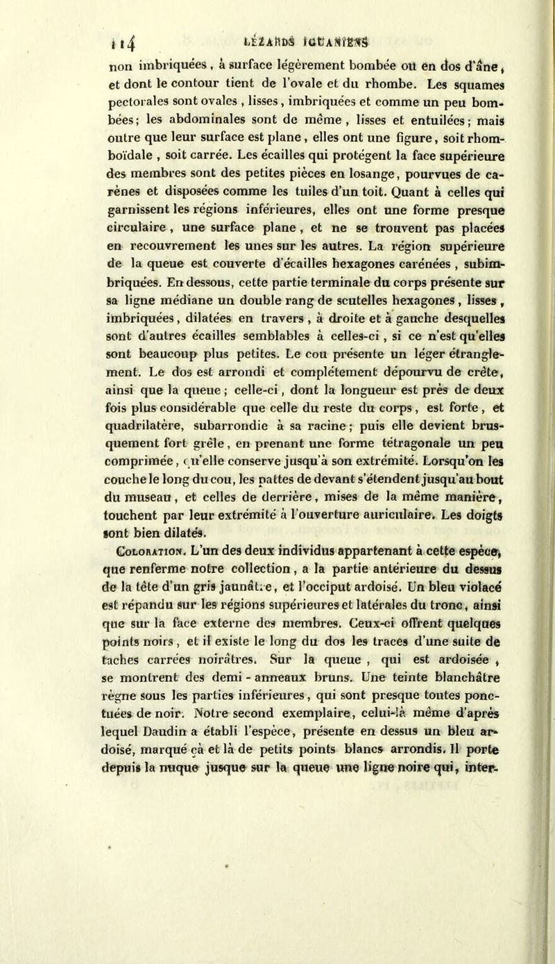 non imbriquées , à surface légèrement bombée où en dos d’âne, et dont le contour tient de l’ovale et du rhombe. Les squames pectorales sont ovales , lisses, imbriquées et comme un peu bom- bées; les abdominales sont de même, lisses et entuilécs; mais outre que leur surface est plane, elles ont une figure, soit rhom- boïdale , soit carrée. Les écailles qui protègent la face supérieure des membres sont des petites pièces en losange, pourvues de ca- rènes et disposées comme les tuiles d’un toit. Quant à celles qui garnissent les régions inférieures, elles ont une forme presque circulaire, une surface plane, et ne se trouvent pas placée* en recouvrement les unes sur les autres. La région supérieure de la queue est couverte d’écailles hexagones carénées , subim- briquées. En dessous, cette partie terminale du corps présente sur sa ligne médiane un double rang de scutelles hexagones , lisses , imbriquées, dilatées en travers , à droite et à gauche desquelles sont d’autres écailles semblables à celles-ci, si ce n’est quelle* sont beaucoup plus petites. Le cou présente un léger étrangle- ment. Le dos est arrondi et complètement dépourvu de crête, ainsi que la queue ; celle-ci, dont la longueur est près de deux fois plus considérable que celle du reste du corps , est forte , et quadrilatère, subarrondie à sa racine ; puis elle devient brus- quement fort grêle, en prenant une forme tétragonale un peu comprimée, c u’elle conserve jusqu’à son extrémité. Lorsqu’on les couche le long du cou, les pattes de devant s’étendent jusqu’au bout du museau, et celles de derrière, mises de la même manière, touchent par leur extrémité à l’ouverture auriculaire. Les doigts sont bien dilatés. Coloration. L’un des deux individus appartenant à cette espèce, que renferme notre collection, a la partie antérieure du dessus de la tête d’un gris jaunâtre, et l’occiput ardoisé. Un bleu violacé est répandu sur les régions supérieures et latérales du tronc, ainsi que sur la face externe des membres. Ceux-ci offrent quelques points noirs , et il existe le long du dos les traces d’une suite de taches carrées noirâtres. Sur la queue , qui est ardoisée , se montrent des demi - anneaux bruns. Une teinte blanchâtre règne sous les parties inférieures, qui sont presque toutes ponc- tuées de noir. Notre second exemplaire, celui-là même d’après lequel Daudin a établi l’espèce, présente en dessus un bleu ar- doisé, marqué çà et là de petits points blancs arrondis. Il porte depuis la nuque jusque sur la queue une ligne noire qui, inter-