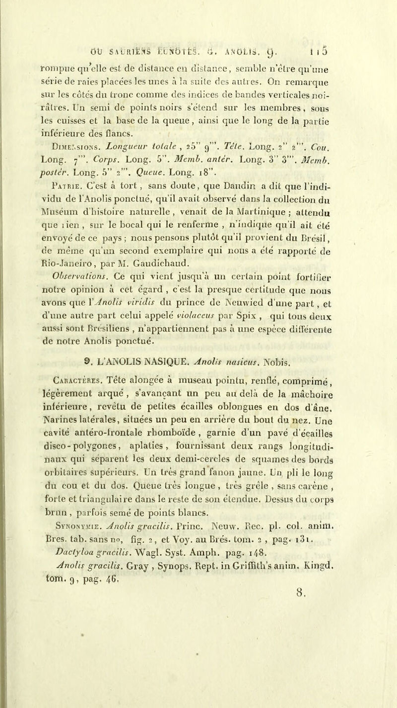 rompue quelle est de distance en distance, semble n’étre qu’une série de raies placées les unes à la suite des autres. On remarque sur les côtés du tronc comme des indices de bandes verticales noi- râtres. Un semi de points noirs s’étend sur les membres, sous les cuisses et la base de la queue, ainsi que le long de la partie inférieure des flancs. Dimensions. Longueur totale , 26” 9’”. Tète. Long. 2” 2”’. Cou. Long. 7’”. Corps. Long. 5”. Mcmb. anlèr. Long. 3” 3”’. Memb. poster. Long. 5” 2”’. Queue. Long. 18”. Patrie. C'est à tort, sans doute, que Daudin a dit que l’indi- vidu de l’Anolis ponctué, qu’il avait observé dans la collection du Muséum d histoire naturelle , venait de la Martinique ; attendu que lien, sur le bocal qui le renferme , n’indique qu’il ait été envoyé de ce pays ; nous pensons plutôt qu’il provient du Brésil, de même qu’un second exemplaire qui nous a été rapporté de Rio-Janeiro, par M. Gaudichaud. Observations. Ce qui vient jusqu’à un certain point fortifier notre opinion à cet égard , c’est la presque certitude que nous avons que XAnolis viridis du prince de Neuwied d’une part, et d’une autre part celui appelé viola cens par Spix , qui tous deux aussi sont Brésiliens , n’appartiennent pas à une espèce différente de notre Anolis ponctué. 9. L’ANOLIS NASIQUE. Anolis nasicus. Nobis. Caractères. Tête alongée à museau pointu, renflé, comprimé, légèrement arqué , s’avançant un peu au delà de la mâchoire inférieure, revêtu de petites écailles oblongues en dos d'âne. Narines latérales, situées un peu en arrière du bout du nez. Une cavité anléro-lrontale rhomboïde , garnie d’un pavé d’écailles disco-polygones, aplaties, fournissant deux rangs longitudi- naux qui séparent les deux demi-cercles de squames des bords orbitaires supérieurs. Un très grand fanon jaune. Un pli le long du cou et du dos. Queue très longue, très grêle , sans carène , forte et triangulaire dans le reste de son étendue. Dessus du corps brun , parfois semé de points blancs. Synonymie. Anolis gracilis. Princ. Neuw. Bec. pl. col. anirtl. Eres. tab. sans no, fig. 2, et Voy. au Blés. tom. 2 , pag. i3i. Daclyloa gracilis. Wagl. Syst. Ampli, pag. 148. Anohs gracilis. Gray , Synops. Rept. in Griffith’s anim. Kingd. tom. 9, pag. 46. 8.