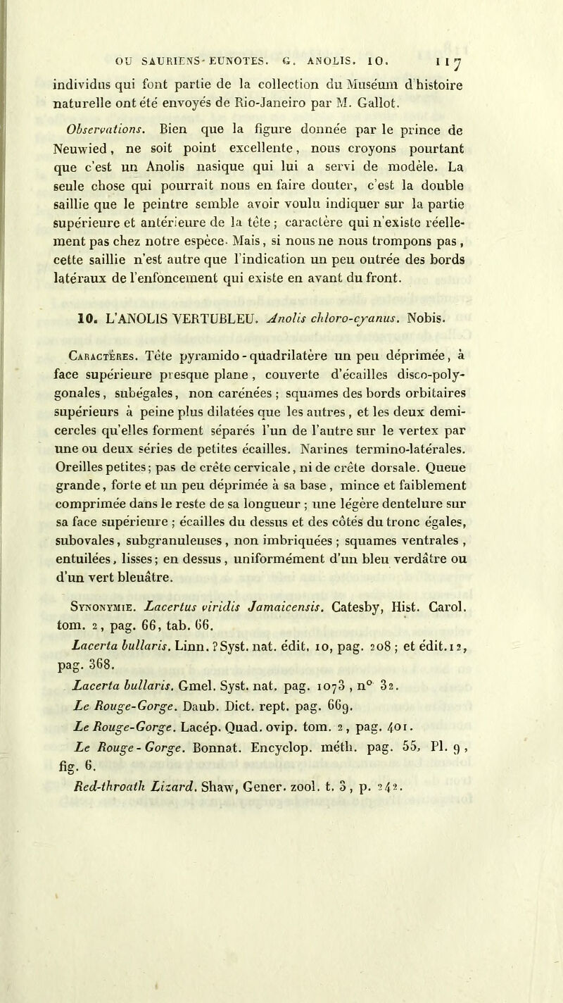 individus qui font partie de la collection du Muséum d histoire naturelle ont été envoyés de Rio-Janeiro par M. Gallot. Observations. Bien que la figure donnée par le prince de Neuwied, ne soit point excellente, nous croyons pourtant que c’est un Anolis nasique qui lui a servi de modèle. La seule chose qui pourrait nous en faire douter, c’est la double saillie que le peintre semble avoir voulu indiquer sur la partie supérieure et antérieure de la tète ; caractère qui n'existe réelle- ment pas chez notre espèce- Mais, si nous ne nous trompons pas, cette saillie n’est autre que l’indication un peu outrée des bords latéraux de l’enfoncement qui existe en avant du front. 10. L’ANOLIS YERTUBLEU. Anolis chloro-cjanus. Nobis. Caractères. Tète pyramido - quadrilatère un peu déprimée, à face supérieure presque plane , couverte d’écailles disco-poly- gonales, subégales, non carénées ; squames des bords orbitaires supérieurs à peine plus dilatées que les autres , et les deux demi- cercles qu’elles forment séparés l’un de l’autre sur le vertex par une ou deux séries de petites écailles. Narines termino-latérales. Oreilles petites ; pas de crête cervicale, ni de crête dorsale. Queue grande, forte et un peu déprimée à sa base , mince et faiblement comprimée dans le reste de sa longueur ; une légère dentelure sur sa face supérieure ; écailles du dessus et des côtés du tronc égales, subovales, subgranuleuses , non imbriquées ; squames ventrales , entuilées, lisses; en dessus, uniformément d’un bleu verdâtre ou d’un vert bleuâtre. Synonymie. Lacer tus viridis Jamaicensis. Catesby, Hist. Carol. tom. 2, pag. 66, tab. 66. Lacerta bullaris. Linn. îSyst. nat. édit, io, pag. 208; et édit.12, pag. 368. Lacerta bullaris. Gmel. Syst. nat. pag. 1070 , n° 32. Le Rouge-Gorge. Daub. Dict. rept. pag. 669. Le Rouge-Gorge. Lacép. Quad. ovip. tom. 2, pag. 401 • Le Rouge-Gorge. Bonnat. Encyclop. métli. pag. 55, PL 9, fig. 6. Red-throaik Lizard. Shavv, Gener. zool. t. 3 , p. 24*•