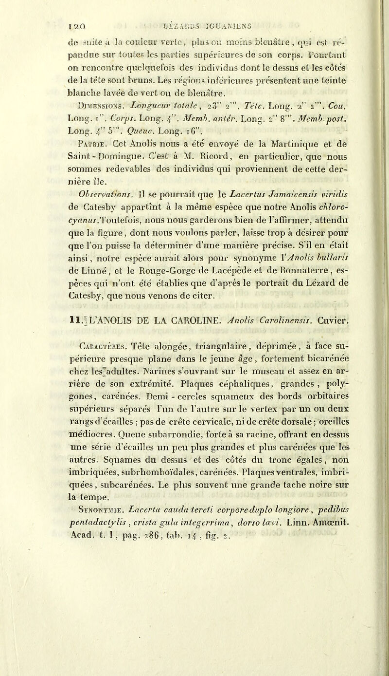 de suite à la couleur verte, plus ou moins bleuâtre, qui est ré- pandue sur toutes les parties supérieures de son corps. Pourtant on rencontre quelquefois des individus dont le dessus et les côtés de la tête sont bruns. Les régions inférieures présentent une teinte blanche lavée de vert ou de bleuâtre. Dimensions. Longueur totale, 23” 2”’. Tète, Long. 2” 2”’. Cou. Long. 1”. Corps. Long. 4”. Menti), ante'r. Long. 2” 8 ”. Memb post, Long. 4” 5”’. Queue. Long. iG”. Patrie. Cet Anolis nous a été envoyé de la Martinique et de Saint-Domingue. C’est à M. Ricord, en particulier, que nous sommes redevables des individus qui proviennent de cette der- nière île. Observations. 11 se pourrait que le Lacertus Jamaicensis viridis de Catesby appartînt à la même espèce que notre Anolis chloro- cyanus.Toutefois, nous nous garderons bien de l’affirmer, attendu que la figure, dont nous voulons parler, laisse trop à désirer pour que l’on puisse la déterminer d’une manière précise. S’il en était ainsi, notre espèce aurait alors pour synonyme XAnolis bullaris de Linné, et le Rouge-Gorge de Lacépède et de Bonnaterre , es- pèces qui n’ont été établies que d’après le portrait du Lézard de Catesby, que nous venons de citer. 11. L’ANOLIS DE LA CAROLINE. Anolis Carolinensis. Cuvier. Caractères. Tête alongée, triangulaire, déprimée, à face su- périeure presque plane dans le jeune âge, fortement bicarénée chez les^adultes. Narines s’ouvrant sur le museau et assez en ar- rière de son extrémité. Plaques céphaliques, grandes , poly- gones, carénées. Demi - cercles squameux des bords orbitaires supérieurs séparés l’un de l’autre sur le vertex par un ou deux rangs d'écailles ; pas de crête cervicale, ni de crête dorsale ; oreilles médiocres. Queue subarrondie, forte à sa racine, offrant en dessus une série d’écailles un peu plus grandes et plus carénées que les autres. Squames du dessus et des côtés du tronc égales, non imbriquées, subrhomboïdales, carénées. Plaques ventrales, imbri- quées , subcarénées. Le plus souvent une grande tache noire sur la tempe. Svnonvmie. Lacerta cauda tereti corporeduplo longiore, pedibus pentadactylis , crista gula inlegerrima, dorso Icevi. Linn. Amœnit. Acad. t. I, pag. 286, tab. 14 , fîg. 2,