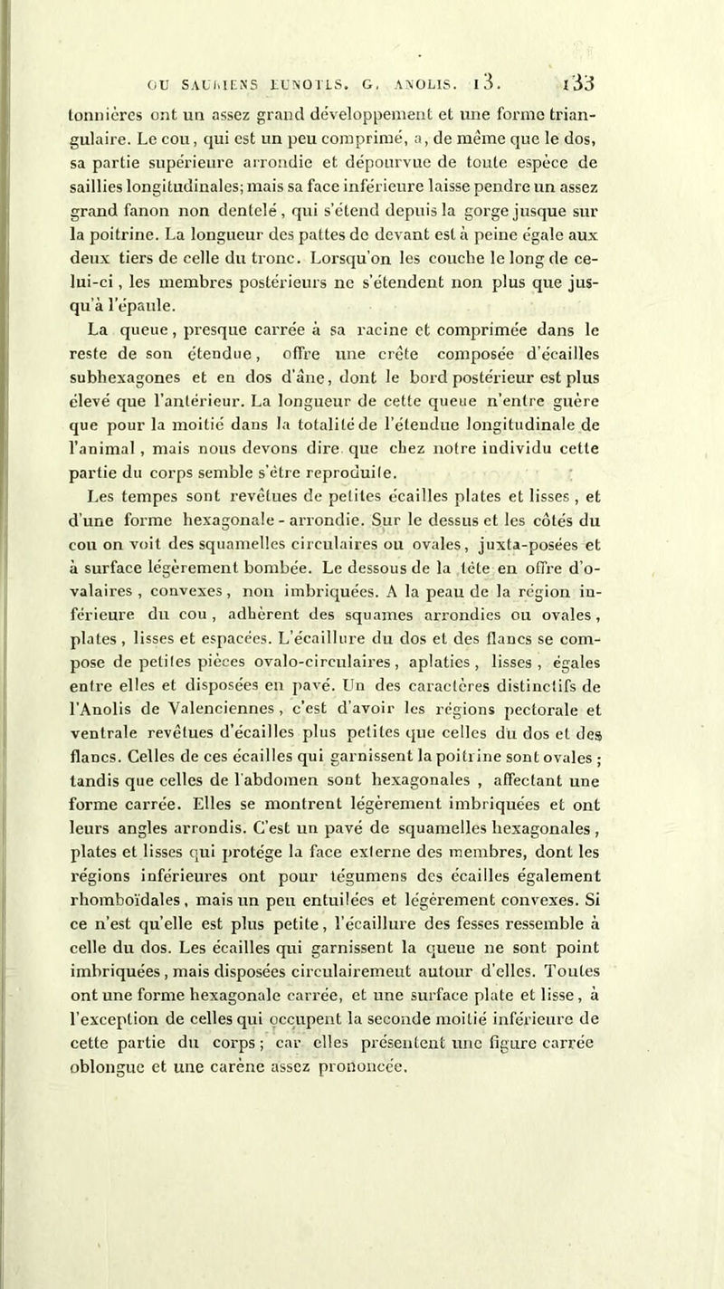 tonnicres ont un assez grand développement et une forme trian- gulaire. Le cou, qui est un peu comprimé, a, de même que le dos, sa partie supérieure arrondie et dépourvue de toute espèce de saillies longitudinales; mais sa face inférieure laisse pendre un assez grand fanon non dentelé, qui s’étend depuis la gorge jusque sur la poitrine. La longueur des pattes de devant est à peine égale aux deux tiers de celle du tronc. Lorsqu’on les couche le long de ce- lui-ci , les membres postérieurs ne s’étendent non plus que jus- qu’à l’épaule. La queue, presque carrée à sa racine et comprimée dans le reste de son étendue, offre une crête composée d’écailles subhexagones et en dos d’âne, dont le bord postérieur est plus élevé que l’antérieur. La longueur de cette queue n’entre guère que pour la moitié dans la totalité de l'étendue longitudinale de l’animal , mais nous devons dire que chez notre individu cette partie du corps semble s’étre reproduite. Les tempes sont revêtues de petites écailles plates et lisses , et d’une forme hexagonale - arrondie. Sur le dessus et les côtés du cou on voit des squamelles circulaires ou ovales, juxta-posées et à surface légèrement bombée. Le dessous de la tête en offre d’o- valaires , convexes , non imbriquées. A la peau de la région in- férieure du cou, adhèrent des squames arrondies ou ovales, plates, lisses et espacées. L’écaillure du dos et des flancs se com- pose de petites pièces ovalo-circulaires, aplaties, lisses, égales entre elles et disposées en pavé. Un des caractères distinctifs de l’Anolis de Valenciennes , c’est d’avoir les régions pectorale et ventrale revêtues d’écailles plus petites que celles du dos et des flancs. Celles de ces écailles qui garnissent la poitrine sont ovales ; tandis que celles de l'abdomen sont hexagonales , affectant une forme carrée. Elles se montrent légèrement imbriquées et ont leurs angles arrondis. C’est un pavé de squamelles hexagonales , plates et lisses qui protège la face externe des membres, dont les l’égions inférieures ont pour tégumens des écailles également rhomboïdales, mais un peu entuilées et légèrement convexes. Si ce n’est qu’elle est plus petite, l’écaillure des fesses ressemble à celle du dos. Les écailles qui garnissent la queue ne sont point imbriquées , mais disposées circulairemeut autour d’elles. Toutes ont une forme hexagonale carrée, et une surface plate et lisse, à l’exception de celles qui occupent la seconde moitié inférieure de cette partie du corps ; car elles présentent une figure carrée oblongue et une carène assez prononcée.