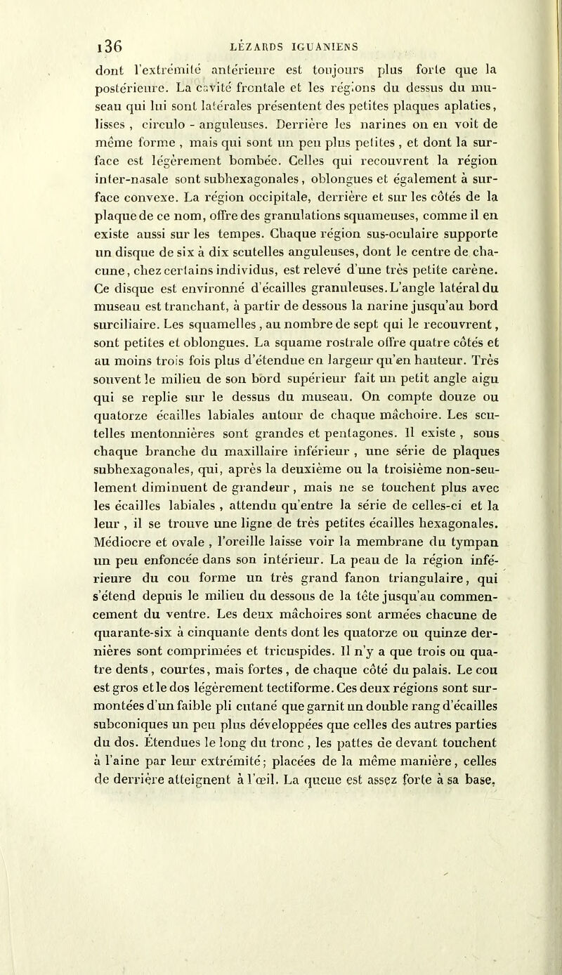 dont l'extrémité antérieure est toujours plus forte que la postérieure. La cavité frontale et les régions du dessus du mu- seau qui lui sont latérales présentent des petites plaques aplaties, lisses , circulo - anguleuses. Derrière les narines on en voit de même forme , mais qui sont un peu plus petites , et dont la sur- face est légèrement bombée. Celles qui recouvrent la région inter-nasale sont subhexagonales, oblongues et également à sur- face convexe. La région occipitale, derrière et sur les côtés de la plaque de ce nom, offre des granulations squameuses, comme il en existe aussi sur les tempes. Chaque région sus-oculaire supporte un disque de six à dix scutelles anguleuses, dont le centre de cha- cune, chezcertains individus, est relevé d’une très petite carène. Ce disque est environné d’écailles granuleuses. L’angle latéral du museau est tranchant, à partir de dessous la narine jusqu’au bord surciliaire. Les squamelles , au nombre de sept qui le recouvrent, sont petites et oblongues. La squame rostrale offre quatre côtés et au moins trois fois plus d’étendue en largeur qu’en hauteur. Très souvent le milieu de son bord supérieur fait un petit angle aigu qui se replie sur le dessus du museau. On compte douze ou quatorze écailles labiales autour de chaque mâchoire. Les scu- telles mentonnières sont grandes et pentagones. Il existe , sous chaque branche du maxillaire inférieur , une série de plaques subhexagonales, qui, après la deuxième ou la troisième non-seu- lement diminuent de grandeur, mais ne se touchent plus avec les écailles labiales , attendu qu’entre la série de celles-ci et la leur , il se trouve une ligne de très petites écailles hexagonales. Médiocre et ovale , l’oreille laisse voir la membrane du tympan un peu enfoncée dans son intérieur. La peau de la région infé- rieure du cou forme un très grand fanon triangulaire, qui s’étend depuis le milieu du dessous de la tête jusqu’au commen- cement du ventre. Les deux mâchoires sont armées chacune de quarante-six à cinquante dents dont les quatorze ou quinze der- nières sont comprimées et tricuspides. 11 n’y a que trois ou qua- tre dents, courtes, mais fortes, de chaque côté du palais. Le cou est gros et le dos légèrement tectiforme. Ces deux régions sont sur- montées d’un faible pli cutané que garnit un double rang d’écailles subconiques un peu plus développées que celles des autres parties du dos. Étendues le long du tronc , les pattes de devant touchent à l’aine par leur extrémité; placées de la meme manière, celles de derrière atteignent à l’œil. La queue est assez forte à sa base,