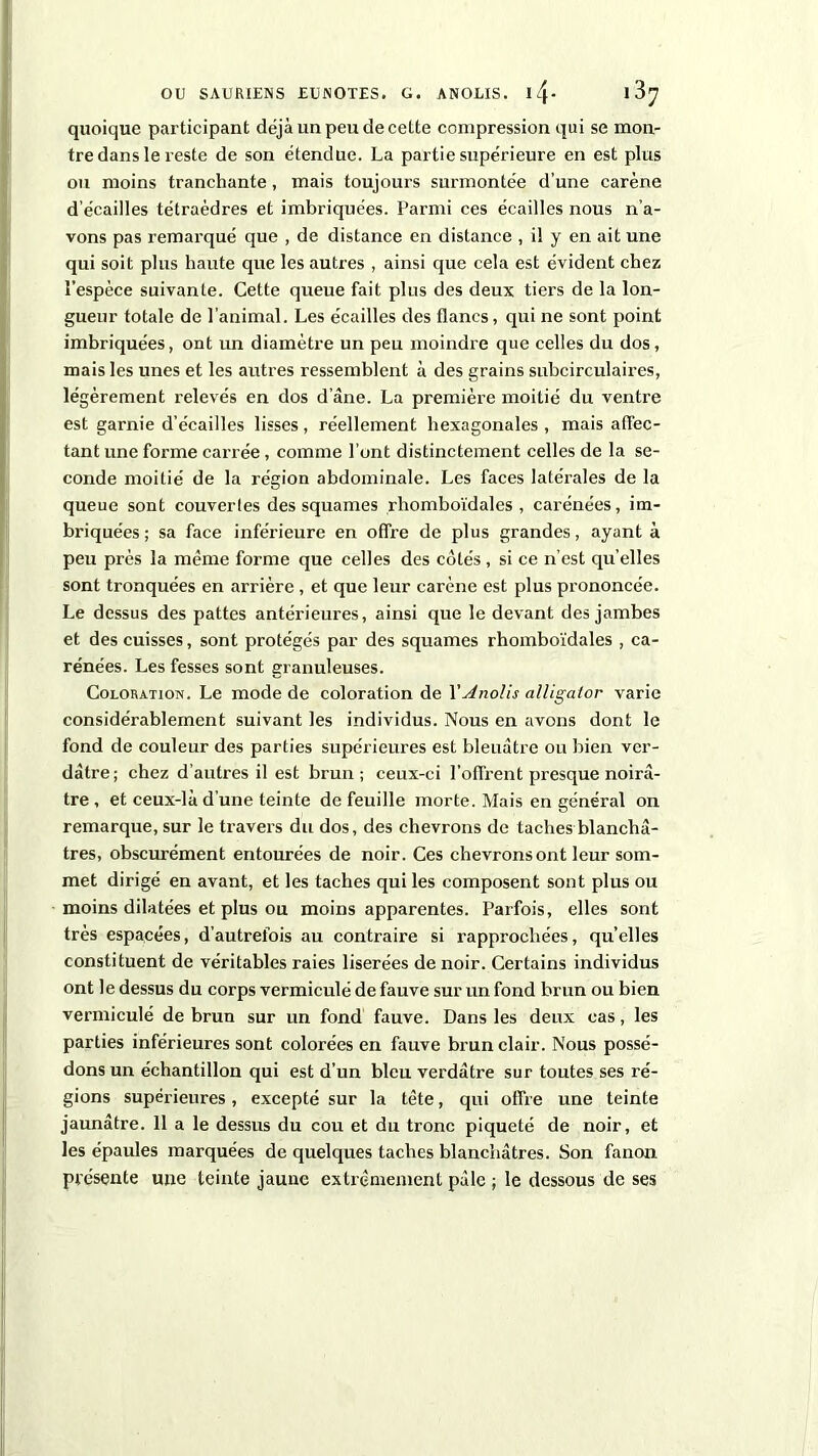 quoique participant déjà un peu de cette compression qui se mon- tre dans le reste de son étendue. La partie supérieure en est plus ou moins tranchante, mais toujours surmontée d’une carène d'écailles tétraèdres et imbriquées. Parmi ces écailles nous n’a- vons pas remarqué que , de distance en distance , il y en ait une qui soit plus haute que les autres , ainsi que cela est évident chez l’espèce suivante. Cette queue fait plus des deux tiers de la lon- gueur totale de l'animal. Les écailles des flancs, qui ne sont point imbriquées, ont un diamètre un peu moindre que celles du dos, mais les unes et les autres ressemblent à des grains subcirculaires, légèrement relevés en dos d’âne. La première moitié du ventre est garnie d’écailles lisses , réellement hexagonales , mais affec- tant une forme carrée, comme l’ont distinctement celles de la se- conde moitié de la région abdominale. Les faces latérales de la queue sont couvertes des squames rhomboïdales , carénées, im- briquées; sa face inférieure en offre de plus grandes, ayant à peu près la même forme que celles des côtés , si ce n’est qu’elles sont tronquées en arrière, et que leur carène est plus prononcée. Le dessus des pattes antérieures, ainsi que le devant des jambes et des cuisses, sont protégés par des squames rhomboïdales , ca- rénées. Les fesses sont granuleuses. Coloration. Le mode de coloration de YAnolis alligator varie considérablement suivant les individus. Nous en avons dont le fond de couleur des parties supérieures est bleuâtre ou bien ver- dâtre; chez d’autres il est brun; ceux-ci l’offrent presque noirâ- tre , et ceux-là d’une teinte de feuille morte. Mais en général on remarque, sur le travers du dos, des chevrons de taches blanchâ- tres, obscurément entourées de noir. Ces chevrons ont leur som- met dirigé en avant, et les taches qui les composent sont plus ou moins dilatées et plus ou moins apparentes. Parfois, elles sont très espacées, d’autrefois au contraire si rapprochées, qu’elles constituent de véritables raies liserées de noir. Certains individus ont le dessus du corps vermiculé de fauve sur un fond brun ou bien vermiculé de brun sur un fond fauve. Dans les deux cas, les parties inférieures sont colorées en fauve brun clair. Nous possé- dons un échantillon qui est d’un bleu verdâtre sur toutes ses ré- gions supérieures, excepté sur la tête, qui offre une teinte jaunâtre. 11 a le dessus du cou et du tronc piqueté de noir, et les épaules marquées de quelques taches blanchâtres. Son fanon présente une teinte jaune extrêmement pâle ; le dessous de ses