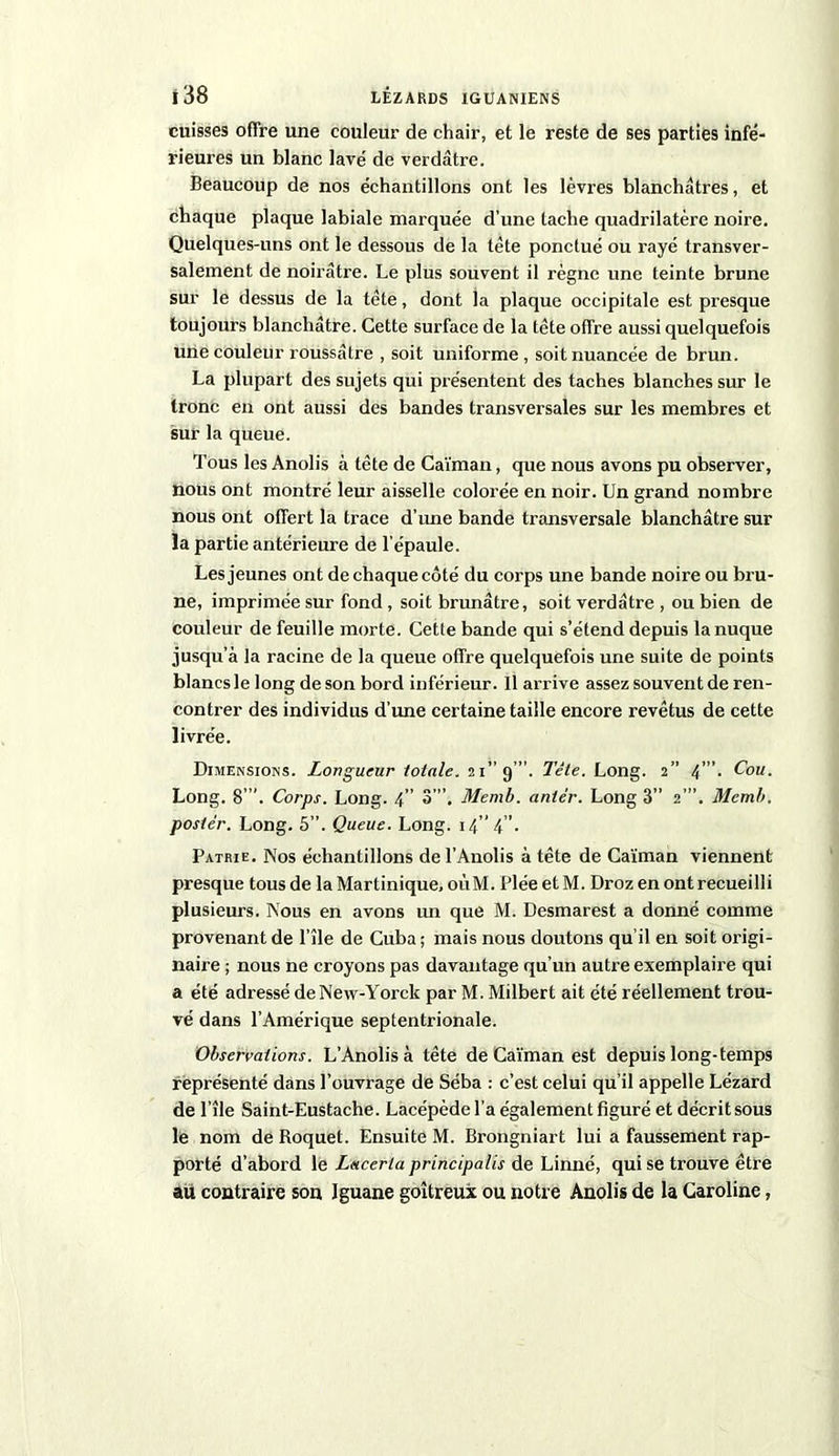 cuisses offre une couleur de chair, et le reste de ses parties infé- rieures un blanc lavé de verdâtre. Beaucoup de nos échantillons ont les lèvres blanchâtres, et chaque plaque labiale marquée d’une tache quadrilatère noire. Quelques-uns ont le dessous de la tète ponctué ou rayé transver- salement de noirâtre. Le plus souvent il règne une teinte brune sur le dessus de la tète, dont la plaque occipitale est presque toujours blanchâtre. Cette surface de la tête offre aussi quelquefois une couleur roussâtre , soit uniforme, soit nuancée de brun. La plupart des sujets qui présentent des taches blanches sur le tronc en ont aussi des bandes transversales sur les membres et sur la queue. Tous les Anolis à tête de Caïman, que nous avons pu observer, nous ont montré leur aisselle colorée en noir. Un grand nombre nous ont offert la trace d’une bande transversale blanchâtre sur la partie antérieure de l’épaule. Les jeunes ont de chaque côté du corps une bande noire ou bru- ne, imprimée sur fond, soit brunâtre, soit verdâtre , ou bien de couleur de feuille morte. Cette bande qui s’étend depuis la nuque jusqu’à la racine de la queue offre quelquefois une suite de points blancs le long de son bord inférieur. Il arrive assez souvent de ren- contrer des individus d’une certaine taille encore revêtus de cette livrée. Dimensions. Longueur totale. 21” 9”. Tête. Long. 2” 4”’- Cou. Long. 8 ’. Corps. Long. 4” 3”', Memb. antèr. Long 3” 2’”. Mcmb. poster. Long. 5”. Queue. Long. 14” 4”. Patrie. Nos échantillons de l’Anolis à tête de Caïman viennent presque tous de la Martinique, oùM. PléeetM. Droz en ont recueilli plusieurs. Nous en avons un que M. Desmarest a donné comme provenant de l’île de Cuba; mais nous doutons qu’il en soit origi- naire ; nous ne croyons pas davantage qu’un autre exemplaire qui a été adressé deNew-Yorck par M. Milbert ait été réellement trou- vé dans l’Amérique septentrionale. Observations. L’Anolis à tête de Caïman est depuis long-temps représenté dans l’ouvrage de Séba : c’est celui qu’il appelle Lézard de l’île Saint-Eustache. Lacépèdel’a également figuré et décrit sous le nom de Roquet. Ensuite M. Brongniart lui a faussement rap- porté d’abord le Lacerta principalis de Linné, qui se trouve être au contraire son Iguane goitreux ou notre Anolis de la Caroline,