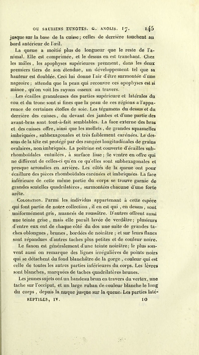 jusque sur la base de la cuisse ; celles de derrière touchent au bord antérieur de l’œil. La queue a moitié plus de longueur que le reste de l’a- nimal. Elle est comprimée, et le dessus en est tranchant. Chez les males , les apophyses supérieures prennent, dans les deux premiers tiers de son étendue, un développement tel que sa hauteur est doublée. Ceci lui donne l'air d’étre surmontée d’une nageoire ; attendu que la peau qui recouvre ce9 apophyses est si mince, qu’on voit les rayons osseux au travers. Les écailles granuleuses des parties supérieure et latérales du cou et du tronc sont si fines que la peau de ces régions a l’appa- rence de certaines étoffes de soie. Les tégumens du dessus et du derrière des cuisses, du devant des jambes et d’une partie des avant-bras sont tout-à-fait semblables. La face externe des bras et des cuisses offre, ainsi que les mollets , de grandes squamelles imbriquées, subhexagonales et très faiblement carénées. Le des- sous de la tête est protégé par des rangées longitudinales de grains ovalaires, non imbriqués. La poitrine est couverte d’écailles sub- rhomboïdales entuilées , à surface lisse ; de ventre en offre qui ne diffèrent de celles-ci qu’en ce qu’elles sont subhexagonales et presque arrondies en arrière. Les côtés de la queue ont pour écaillure des pièces rliomboïdales carénées et imbriquées. La face inférieure de cette même partie du corps se trouve garnie de grandes scutelles quadrilatères, surmontées chacune d’une forte arête. Coloration. Parmi les individus appartenant à cette espèce qui font partie de notre collection , il en est qui , en dessus , sont uniformément gris, nuancés de roussâtre. D’autres offrent aussi une teinte grise , mais elle paraît lavée de verdâtre ; plusieurs d’entre eux ont de chaque côté du dos une suite de grandes ta- ches oblongues , brunes , bordées de noirâtre ; et sur leurs flancs sont répandues d’autres taches plus petites et de couleur noire. Le fanon est généralement d’une teinte noirâtre ; le plus sou- vent aussi on remarque des lignes irrégulières de points noirs qui se détachent du fond blanchâtre de la gorge , couleur qui est celle de toutes les autres parties inférieures du corps. Les lèvres sont blanches, marquées de taches quadrilatères brunes. Les jeunes sujets ont un bandeau brun en travers du vertex, une tache sur l’occiput, et un large ruban de couleur blanche le long du corps, depuis la nuque jusque sur la queue. Les parties laté-
