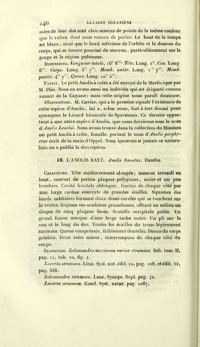 I/jti LÉZARDS JGÜANIEKS raies de leur dos sont olair-semées de points de la même couleur que le ruban dont nous venons de parler. Le haut de la tempe est blanc, ainsi que le bord inférieur de l’orbite et le dessous du corps, qui se trouve ponctué de marron , particulièrement sur la gorge et la région pubienne. Dimensions. Longueur totale, iG” 8’' 7V/e.Long. 2”. Cou. Long 6’’’. Corps. Long. 3” 7”’. Memb. antêr. Long. 2 ” 7'”. Memb. poster. 4” 7”’. Queue. Long. 10” 5”’. Patrie. Le petit Anolis à crête a été envoyé de la Martinique par M. Plée. Nous en avons aussi un individu qui est étiqueté comme venant de la Guyane ; mais cette origine nous paraît douteuse. Observations. M. Cuvier, qui a le premier signalé l’existence de cette espèce d’Anolis, lui a, selon nous, fort à tort donné pour synonyme le Lézard bimaculé de Sparmann. Ce dernier appar- tient à une autre espèce d’Anolis, que nous décrirons sous le nom ü Anolis Leachii. Nous avons trouvé dans la collection du Muséum un petit Anolis à crête, femelle, portant le nom d’Anolis porphr- reus écrit de la main d’Oppel. Nous ignorons si jamais ce natura- liste en a publié la description. 18. L’ANOLIS RAYÉ. Anolis lineatus. Daudin. Caractères. Tête médiocrement alongée ; museau arrondi au bout, couvert de petites plaques polygones, unies et un peu bombées. Cavité frontale oblongue , limitée de chaque côté par une large carène couverte de grandes écailles. Squames des bords orbitaires formanL deux demi-cercles qui se touchent sur le vertex. Régions sus-oculaires granuleuses, offrant au milieu un disque de cinq plaques lisses. Scutelle occipitale petite. Un grand fanon marqué d’une large tache noire. Un pli sur le cou et le long du dos. Toutes les écailles du tronc légèrement carénées. Queue comprimée, faiblement dentelée. Dessus du corps grisâtre. Deux raies noires, interrompues de chaque côté du corps. Synonymie. Salamandra mezicana rarior strumosa. Seb. tom. II, pag. 21, tab. 20, fig, 4. Lacerla strumosa. Linn. Syst. nat.e’dit. 10, pag. 208, et édit. t2, pag. 368. Salamandra strumosa. Laur, Synops, Rept, pag. 41, Lacerla strumosa. Cmel. Syst, natpr, pag, 1067,