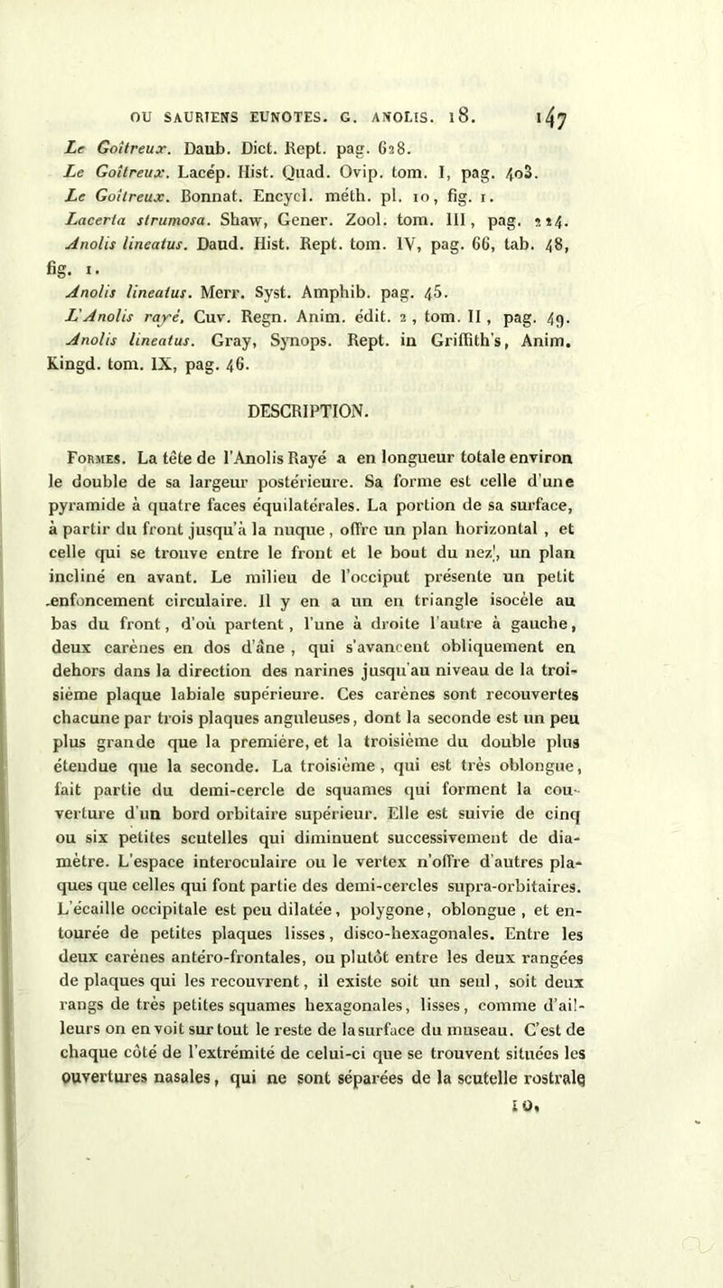 Le Goitreux. Daub. Dict. Rept. pag. 628. Le Goitreux. Lacép. Hist. Quad. Ovip. tom. I, pag. 4o3. Le Goitreux. Bonnat. Encycl. méth. pl. 10, fig. 1. Lacerta slrumosa. Shaw, Gener. Zool. tom. 111, pag. 524. Anolis lineatus. Daud. Hist. Rept. tom. IV, pag. 66, tab. 48, fig. 1. Anolis lineatus. Merr. Syst. Amphib. pag. 45. L'Anolis rayé, Cuv. Regn. Anim. édit. 2, tom. II, pag. 4g. Anolis lineatus. Gray, Synops. Rept. in Grilîîth’s, Anim. Kingd. tom. IX, pag. 46. DESCRIPTION. Formes. La tête de l’Anolis Rayé a en longueur totale environ le double de sa largeur postérieure. Sa forme est celle d'une pyramide à quatre faces équilatérales. La portion de sa surface, à partir du front jusqu’à la nuque , offre un plan horizontal , et celle qui se trouve entre le front et le bout du nez', un plan incliné en avant. Le milieu de l’occiput présente un petit .enfoncement circulaire. Il y en a un en triangle isocèle au bas du front, d’où partent, l’une à droite l’autre à gauche, deux carènes en dos d’âne , qui s’avancent obliquement en dehors dans la direction des narines jusqu’au niveau de la troi- sième plaque labiale supérieure. Ces carènes sont recouvertes chacune par trois plaques anguleuses, dont la seconde est un peu plus grande que la première, et la troisième du double plus étendue que la seconde. La troisième, qui est très oblongue, fait partie du demi-cercle de squames qui forment la cou- verture d’un bord orbitaire supérieur. Elle est suivie de cinq ou six petites scutelles qui diminuent successivement de dia- mètre. L’espace interoculaire ou le vertex n’offre d’autres pla- ques que celles qui font partie des demi-cercles supra-orbitaires. L’écaille occipitale est peu dilatée, polygone, oblongue , et en- tourée de petites plaques lisses, disco-hexagonales. Entre les deux carènes antéro-frontales, ou plutôt entre les deux rangées de plaques qui les recouvrent, il existe soit un seul, soit deux rangs de très petites squames hexagonales, lisses, comme d’ail- leurs on en voit surtout le reste de lasurfuce du museau. C’est de chaque côté de l’extrémité de celui-ci que se trouvent situées les ouvertures nasales, qui ne sont séparées de la scutelle rostralq