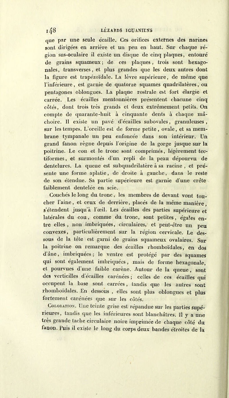 que par une seule écaille. Ces orifices externes des narines sont dirigées en arrière et un peu en haut. Sur chaque ré- gion sus-oculaire il existe un disque de cinq plaques, entouré de grains squameux ; de ces plaques, trois sont hexago- nales, transverses, et plus grandes que les deux autres dont la figure est trapézoïdale. La lèvre supérieure, de même que l’inférieure, est garnie de quatorze squames quadrilatères, ou pentagones oblongues. La plaque rostrale est fort élargie et carrée. Les écailles mentonnières présentent chacune cinq côtés, dont trois très grands et deux extrêmement petits. On compte de quarante-huit à cinquante dents à chaque mâ- choire. 11 existe un pavé d’écailles subovales, granuleuses , sur les tempes. L’oreille est de forme petite, ovale, et sa mem- brane tympanale un peu enfoncée dans son intérieur. Un grand fanon règne depuis l’origine de la gorge jusque sur la poitrine. Le cou et le tronc sont comprimés, légèrement tec- tiformes, et surmontés d'un repli de la peau dépourvu de dentelures. La queue est subquadrilatère à sa racine , et pré- sente une forme aplatie, de droite à gauche, dans le reste de son étendue. Sa partie supérieure est garnie d’une crête faiblement dentelée en scie. Couchés le long du tronc, les membres de devant vont tou- cher l’aine, et ceux de derrière, placés de la même manière, s’étendent jusqu’à l’œil. Les écailles des parties supérieure et latérales du cou, comme du tronc, sont petites, égales en- tre elles , non imbriquées, circulaires, et peut-être un peu convexes, particulièrement sur la région cervicale. Le des- sous de la tête est garni de grains squameux ovalaires. Sur la poitrine on remarque des écailles rhomboïdales, en dos d’âne, imbriquées ; le ventre est protégé par des squames qui sont également imbriquées, mais de forme hexagonale, et pourvues d’une faible carène. Autour de la queue, sont des verticilles d'écailles carénées ; celles de ces écailles qui occupent la base sont carrées, tandis que les autres sont rhomboïdales. En dessous , elles sont plus oblongues et plus fortement carénées que sur les côtés. Coloration. Une teinte grise est répandue sur les parties supé- rieures, tandis que les inférieures sont blanchâtres. Il y a une très grande tache circulaire noire imprimée de chaque côté du tauon. Puis il existe le long du corps deux bandes étroites de la