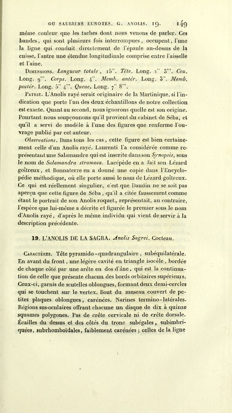 même couleur que les taches dont nous venons de parler. Ces bandes, qui sont plusieurs fois interrompues , occupent, l’une la ligne qui conduit directement de l’épaule au-dessus de la cuisse, l’autre une étendue longitudinale comprise entre l’aisselle et l’aine. Dimensions. Longueur totale , i5”. Tête. Long. 2 3”’. Cou. Long. Corps. Long. 4”. Memb. antér. Long. 3”. Memb, poster. Long. 5” 4’”. Queue. Long. 7” 8’”. Patrie. L’Anolis rayé serait originaire de la Martinique, si l’in- dication que porte l’un des deux échantillons de notre collection est exacte. Quant au second, nous ignorons quelle est son origine. Pourtant nous soupçonnons qu’il provient du cabinet de Séba, et qu’il a servi de modèle à l’une des figures que renferme l’ou- vrage publié par cet auteur. Observations. Dans tous les cas , cette figure est bien certaine- ment celle d’un Anolis rayé. Laurenti l’a considérée comme re- présentant une Salamandre qui est inscrite dans son Synopsis, sous le nom de Salamandra slrumosa. Lacépède en a fait son Lézard goitreux, et Bonnaterre en a donné une copie dans l’Encyclo- pédie méthodique, où elle porte aussi le nom de Lézard goitreux. Ce qui est réellement singulier, c’est que Daudin ne se soit pas aperçu que cette figure de Séba , qu'il a citée faussement comme étant le portrait de son Anolis roquet, représentait, au contraire, l’espèce que lui-même a décrite et figurée le premier sous le nom d’Anolis rayé, d’après le même individu qui vient de servir à la description précédente. 19. L’ANOLIS DE LA SAGRA. Anolis Sagrei. Cocteau. Caractères. Tête pyramido-quadrangulaire , subéquilatérale. En avant du front, une légère cavité en triangle isocèle , bordée de chaque côté par une arête en dos d’àne . qui est la continua- tion de celle que présente chacun des bords orbitaires supérieurs. Ceux-ci, garnis de scutelles oblongues, formant deux demi-cercles qui se touchent sur le vertex. Bout du museau couvert de pe- tites plaques oblongues, carénées. Narines termino-latérales. Régions sus-oculaires offrant chacune un disque de dix à quinze squames polygones. Pas de crête cervicale ni de crête dorsale. Ecailles du dessus et des côtés du tronc subégales, subimbri- quées, subrhomboïdales, faiblement carénées ; celles de la ligne i