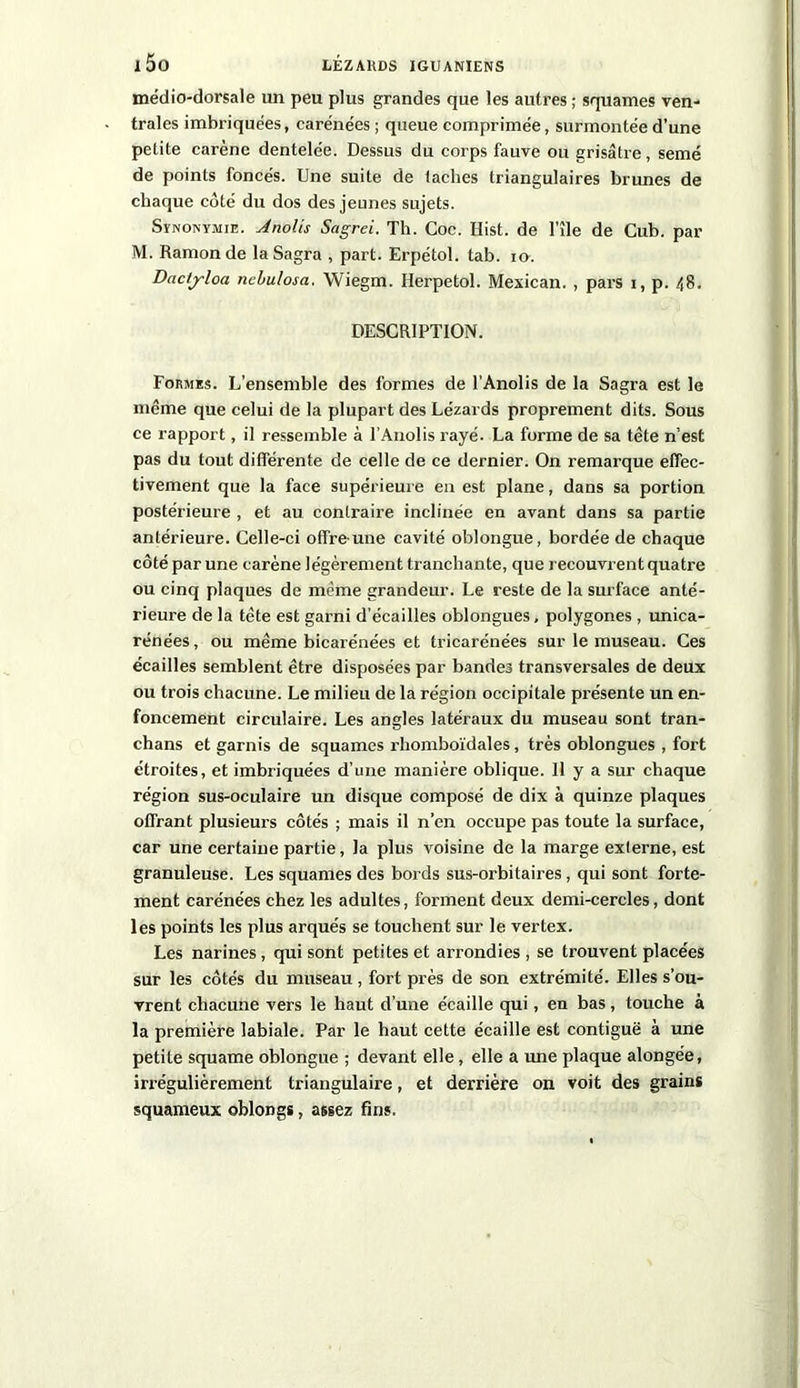 médio-dorsale un peu plus grandes que les autres ; squames ven- trales imbriquées, carénées ; queue comprimée, surmontée d’une petite carène dentelée. Dessus du corps fauve ou grisâtre, semé de points foncés. Une suite de taches triangulaires brunes de chaque côté du dos des jeunes sujets. Synonymie. J noies Sagrei. Th. Coc. Hist. de l’îïe de Cub. par M. Ramonde la Sagra , part. Erpétol. tab. io. Dactyloa ncbulosa. Wiegm. Herpetol. Mexican. , pars i, p. /,8. DESCRIPTION. Formes. L’ensemble des formes de l’Anolis de la Sagra est le même que celui de la plupart des Lézards proprement dits. Sous ce rapport, il ressemble à l’Anolis rayé. La forme de sa tête n’est pas du tout différente de celle de ce dernier. On remarque effec- tivement que la face supérieure en est plane, dans sa portion postérieure , et au contraire inclinée en avant dans sa partie antérieure. Celle-ci offre une cavité oblongue, bordée de chaque côté par une carène légèrement tranchante, que recouvrent quatre ou cinq plaques de même grandeur. Le reste de la surface anté- rieure de la tête est garni d’écailles oblongues, polygones , unica- rénées, ou même bicarénées et tricarénées sur le museau. Ces écailles semblent être disposées par bandes transversales de deux ou trois chacune. Le milieu de la région occipitale présente un en- foncement circulaire. Les angles latéraux du museau sont tran- chans et garnis de squames l’homboïdales, très oblongues , fort étroites, et imbriquées d’une manière oblique. 11 y a sur chaque région sus-oculaire un disque composé de dix à quinze plaques offrant plusieurs côtés ; mais il n’en occupe pas toute la surface, car une certaine partie, la plus voisine de la marge exlerne, est granuleuse. Les squames des bords sus-orbitaires, qui sont forte- ment carénées chez les adultes, forment deux demi-cercles, dont les points les plus arqués se touchent sur le vertex. Les narines , qui sont petites et arrondies , se trouvent placées sur les côtés du museau, fort près de son extrémité. Elles s’ou- vrent chacune vers le haut d’une écaille qui, en bas, touche à la première labiale. Par le haut cette écaille est contiguë à une petite squame oblongue ; devant elle, elle a une plaque alongée, irrégulièrement triangulaire, et derrière on voit des grains squameux oblongs, assez fins.