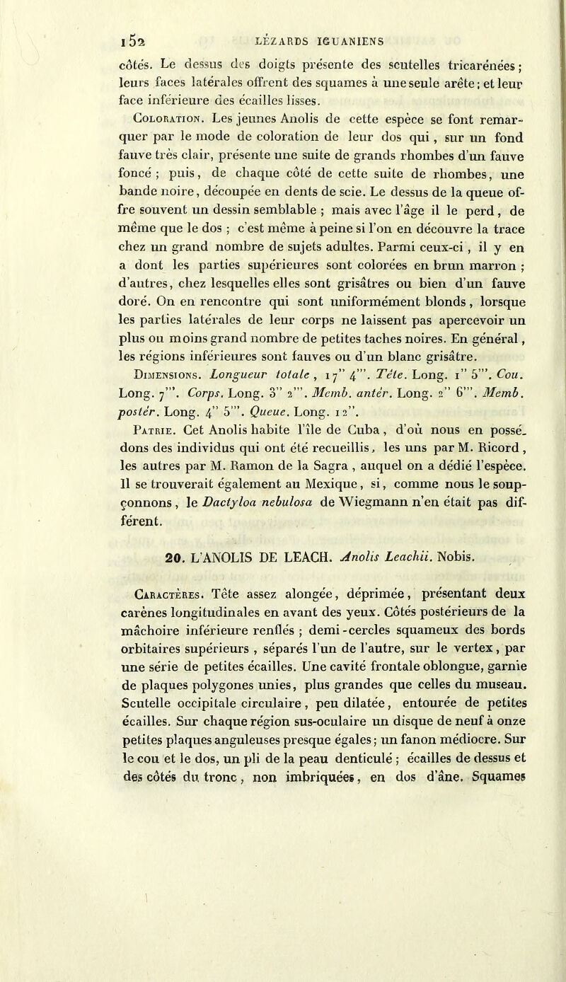 côtés. Le dessus des doigts présente des scutelles tricarénées ; leurs faces latérales offrent des squames à une seule arête; et leur face inférieure des écailles lisses. Coloration. Les jeunes Anolis de cette espèce se font remar- quer par le mode de coloration de leur dos qui, sur un fond fauve très clair, présente une suite de grands rhombes d’un fauve foncé; puis, de chaque côté de cette suite de rliombes, une bande noire, découpée en dents de scie. Le dessus de la queue of- fre souvent un dessin semblable ; mais avec l’âge il le perd , de même que le dos ; c’est même à peine si l’on en découvre la ti’ace chez un grand nombre de sujets adultes. Parmi ceux-ci, il y en a dont les parties supérieures sont colorées en brun marron ; d’autres, chez lesquelles elles sont grisâtres ou bien d’un fauve doré. On en rencontre qui sont uniformément blonds, lorsque les parties latérales de leur corps ne laissent pas apercevoir un plus ou moins grand nombre de petites taches noires. En général, les régions inférieures sont fauves ou d’un blanc grisâtre. Dimensions. Longueur totale, 17” 4”’. Tête. Long. i'b’.Cou. Long. 7’”. Corps. Long. 3” 2”’. Mcmb. antér. Long. 2” 6”’. Memb. poster. Long. 4” 5”’. Queue. Long. 12”. Patrie. Cet Anolis habite l’île de Cuba, d’où nous en possé. dons des individus qui ont été recueillis, les uns par M. Ricord , les autres par M. Ramon de la Sagra , auquel on a dédié l’espèce. 11 se trouverait également au Mexique, si, comme nous le soup- çonnons , le Daclyloa nebulosa de Wiegmann n’en était pas dif- férent. 20. L’ANOLIS DE LEACH. Anolis Leachii. Nobis. Caractères. Tête assez alongée, déprimée, présentant deux carènes longitudinales en avant des yeux. Côtés postérieurs de la mâchoire inférieure renflés; demi-cercles squameux des bords orbitaires supérieurs , séparés l’un de l'autre, sur le vertex, par une série de petites écailles. Une cavité frontale oblongue, garnie de plaques polygones unies, plus grandes que celles du museau. Scutelle occipitale circulaire, peu dilatée, entourée de petites écailles. Sur chaque région sus-oculaire un disque de neuf à onze petites plaques anguleuses presque égales ; un fanon médiocre. Sur le cou et le dos, un pli de la peau denticulé ; écailles de dessus et des côtés du. tronc, non imbriquées, en dos d’âne. Squames