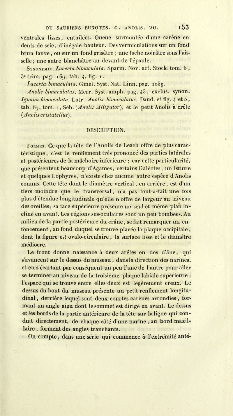 ventrales lisses, entuilées. Queue surmontée d’une carène en dents de scie, d’inégale hauteur. Des vermiculations sur un fond brun fauve, ou sur un fond grisâtre ; une tache noirâtre sous l’ais- selle; une autre blanchâtre au devant de l’épaule. Synonymie. Lacerta bnnaculata. Sparin. Nov. act. Stock, tom. 5 , 3* trim. pag. 169, tab. 4, fig. 1. Lacerta bimaculala. Gmel. Syst. Nat. Linn.pag. io5g. Anolis bimaculatus. Merr. Syst. amph. pag. 43 , exclus, synon. Iguana bimaculata. Latr. Anolis bimaculatus. Daud. et fig- 4 et 5 , tab. 87, tom. 1, Séb. (Anolis Alligator), et le petit Anolis à crête (Anolis cristatellus). DESCRIPTION. Formes. Ce que la tête de l’Anolis de Leach offre de plus carac- téristique , c’est le renflement très prononcé des parties latérales et postérieures de la mâchoire inférieure ; car cette particularité, que présentent beaucoup d’Agames, certains Galéotes, un Istiure et quelques Lophyres , n’existe chez aucune autre espèce d’Anolis connus. Cette tête dont le diamètre vertical, en arrière, est d’un tiers moindre que le transversal, n’a pas tout-à-fait une fois plus d étendue longitudinale qu’elle n’offre de largeur au niveau des oreilles ; sa face supérieure présente un seul et même plan in- cliné en avant. Les régions sus-oculaires sont un peu bombées. Au milieu de la partie postérieure du crâne, se fait remarquer un en- foncement , au fond duquel se trouve placée la plaque occipitale , dont la figure est ovalo-circulaire , la surface lisse et le diamètre médiocre. Le front donne naissance à deux arêtes en dos d’âne, qui s’avancent sur le dessus du museau , dans la direction des narines, et en s’écartant par conséquent un peu l’une de l’autre pour aller se terminer au niveau de la troisième plaque labiale supérieure ; l’espace qui se trouve entre elles deux est légèrement creux. Le dessus du bout du museau présente un petit renflement longitu- dinal , derrière lequel sont deux courtes carènes arrondies , for- mant un angle aigu dont le sommet est dirigé en avant. Le dessus et les bords de la partie antérieure de la tête sur la ligne qui con- duit directement, de chaque côté d’une narine, au bord maxil- laire , forment des angles tranchants. On compte, dans une série qui commence à l'extrémité ante-