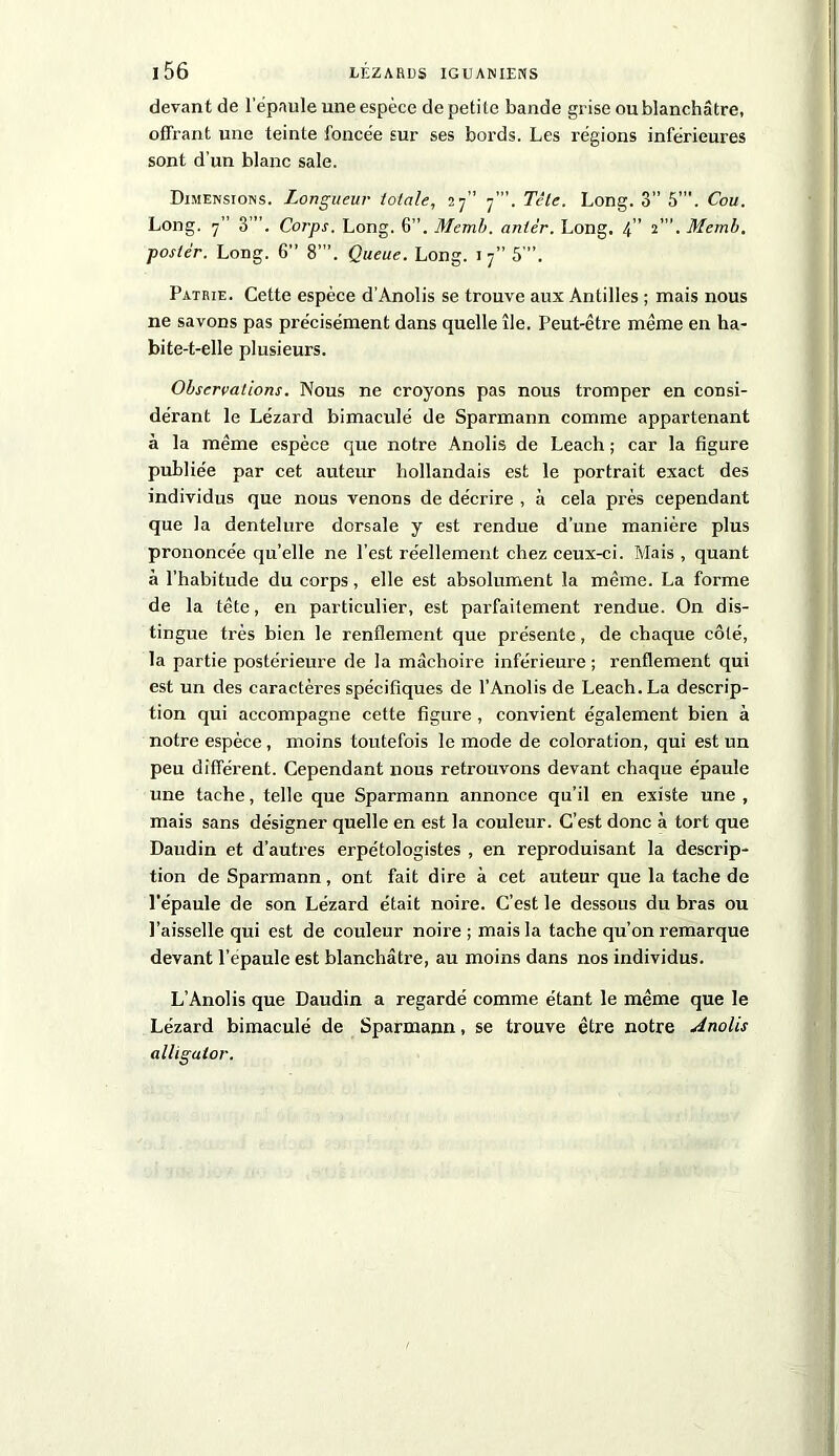 devant de l'épaule une espèce de petite bande grise ou blanchâtre, offrant une teinte foncée sur ses bords. Les régions inférieuxes sont d'un blanc sale. Dimensions. Longueur totale, 27” 7”’. Tête. Long. 3” 5”'. Cou. Long. 7” 3. Corps. Long. 6”. Memb. antér. Long. 4” 2”. Memb. poster. Long. 6” 8”’. Queue. Long. 1 7” 5'”. Patrie. Cette espèce d’Anolis se trouve aux Antilles ; mais nous ne savons pas précisément dans quelle île. Peut-êti’e même en ha- bite-t-elle plusieurs. Observations. Nous ne croyons pas nous tromper en consi- dérant le Lézard bimaculé de Sparmann comme appartenant à la même espèce que notre Anolis de Leach ; car la figure publiée par cet auteur hollandais est le portrait exact des individus que nous venons de décrire , à cela près cependant que la dentelure dorsale y est rendue d’une manière plus prononcée qu’elle ne l’est réellement chez ceux-ci. Mais , quant à l'habitude du corps, elle est absolument la même. La forme de la tête, en particulier, est parfaitement rendue. On dis- tingue ti'ès bien le renflement que présente, de chaque côté, la partie postérieure de la mâchoire inférieure; renflement qui est un des caractères spécifiques de l’Anolis de Leach. La descrip- tion qui accompagne cette figure, convient également bien à notre espèce, moins toutefois le mode de coloration, qui est un peu difféi-ent. Cependant nous retrouvons devant chaque épaule une tache, telle que Sparmann annonce qu’il en existe une , mais sans désigner quelle en est la couleur. C’est donc à tort que Daudin et d’autres ei’pétologistes , en reproduisant la descrip- tion de Sparmann , ont fait dire à cet auteur que la tache de l’épaule de son Lézard était noire. C’est le dessous du bras ou l’aisselle qui est de couleur noii'e ; mais la tache qu’on l’emarque devant l’epaule est blanchâtre, au moins dans nos individus. L’Anolis que Daudin a regardé comme étant le même que le Lézard bimaculé de Sparmann, se trouve être notre Anolis alligator.