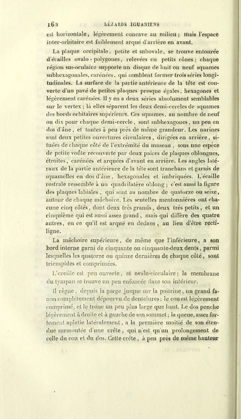 lOa LÊZAfifiS IGttANÎtftS est horizontale, légèrement concave au milieu; mais l’espace inter-orbitaire est faiblement arqué d’arrière en avant. La plaque occipitale, petite et subovale, se trouve entourée d’écailles ovalo - polygones, relevées en petits cônes; chaque région sus-oculaire supporte un disque de huit ou neuf squames subhexagonales, carénées, qui semblent former trois séries longi- tudinales. La surface de la partie antérieure de la tète est cou- verte d’un pavé de petites plaques presque égales, hexagones et légèrement carénées. 11 y en a deux séries absolument semblables sur le vertex ; là elles séparent les deux demi-cercles de squames des bords orbitaires supérieurs. Ces squames, au nombre de neuf ou dix pour chaque demi-cercle , sont subhexagones , un peu en dos d’âne, et tontes à peu près de meme grandeur. Les narines sont deux petites ouvertures circulaires , dirigées en arrière, si- tuées de chaque côté de l’extrémité du museau , sous une espèce de petite voûte recouverte par deux paires de plaques oblongues, étroites, carénées et arquées d’avant en arrière. Les angles laté- raux de la partie antérieure de la tète sont tranchans et garnis de squamelles en dos d’âne , hexagonales et imbriquées. L’écaille rostrale ressemble à un quadrilatère oblong ; c’est aussi la figure des plaques labiales , qui sont au nombre de quatorze ou seize, autour de chaque mâchoire. Les scutelles mentonnières ont cha- cune cinq côtés , dont deux très grands , deux très petits , et un cinquième qui est aussi assez grand , mais qui diffère des quatre autres, en ce qu’il est arqué en dedans , au lieu d’être recti- ligne. La mâchoire supérieure, de même que l'inférieure, a son bord interne garni de cinquante ou cinquante-deux dents, parmi lesquelles les quatorze ou quinze dernières de chaque côté, sont tricuspides et comprimées. L’oreille est peu ouverte , et ovalo-circulaire ; la membrane du tympan se trouve un peu enfoncée dans son intérieur. î! règne , depuis la gorge jusque sur la poitrine, un grand fa- non complètement dépourvu de dentelures ; le cou est légèrement comprimé, et le tronc un peu plus large que haut. Le dos penche légèrement à droite et à gauche de son sommet ; la queue, assez for- tement aplatie latéralement, a la première moitié de son éten- due surmontée d’une crête, qui n’est qu’un prolongement de celle du cou et du dos. Cette crête , à peu près de même hauteur