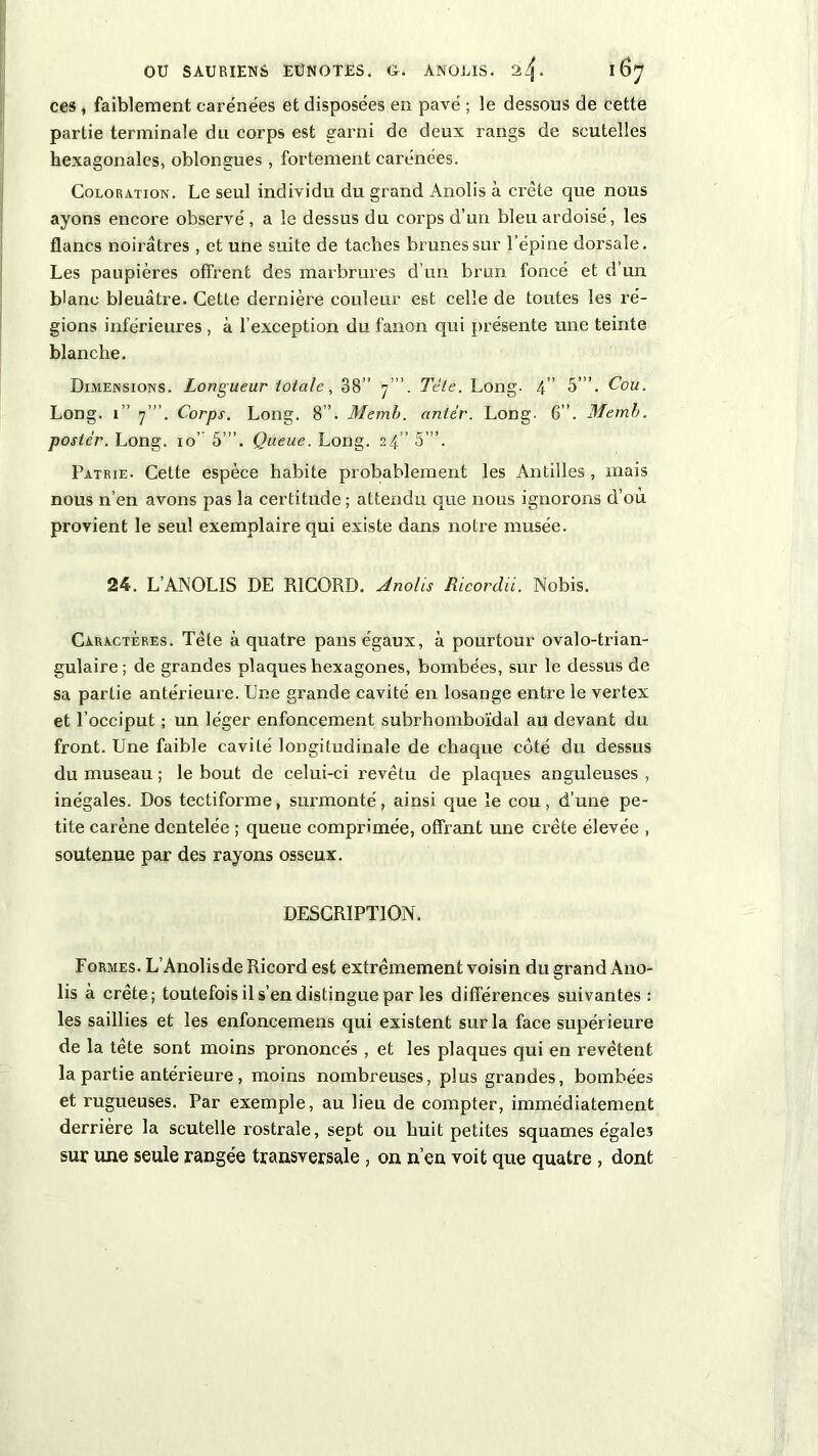 ces, faiblement carénées et disposées en pavé ; le dessous de cette partie terminale du corps est garni de deux rangs de scutelles hexagonales, oblongues , fortement carénées. Coloration. Le seul individu du grand Anolis à crête que nous ayons encore observé , a le dessus du corps d’un bleu ardoisé, les flancs noirâtres , et une suite de taches brunes sur l’épine dorsale. Les paupières offrent des marbrures d’un brun foncé et d’un blanc bleuâtre. Cette dernière couleur est celle de toutes les ré- gions inférieures, à l’exception du fanon qui présente une teinte blanche. Dimensions. Longueur totale, 38” f”. Taie. Long. 4” 5’”. Cou. Long. 1” 7’. Corps. Long. 8”. Memb. antcr. Long. 6”. Memb. poster. Long. 10’ 5’”. Queue. Long. 24” 5’”. Patrie. Celte espèce habite probablement les Antilles , mais nous n’en avons pas la certitude; attendu que nous ignorons d’où provient le seul exemplaire qui existe dans notre musée. 24. L’AINOLIS DE R1CORD. Jnolis Ricordii. Nobis. Caractères. Tète à quatre pans égaux, à pourtour ovalo-trian- gulaire ; de grandes plaques hexagones, bombées, sur le dessus de sa partie antérieure. Une grande cavité en losange entre le vertex et l’occiput ; un léger enfoncement subrhomboïdal au devant du front. Une faible cavité longitudinale de chaque côté du dessus du museau ; le bout de celui-ci revêtu de plaques anguleuses , inégales. Dos tectiforme, surmonté, ainsi que le cou, d'une pe- tite carène dentelée ; queue comprimée, offrant une crête élevée , soutenue par des rayons osseux. DESCRIPTION. Formes. L’AnolisdeRicord est extrêmement voisin du grand Ano- lis à crête; toutefois il s’en distingue par les différences suivantes: les saillies et les enfoncemens qui existent sur la face supérieure de la tête sont moins prononcés , et les plaques qui en revêtent la partie antérieure, moins nombreuses, plus grandes, bombées et rugueuses. Par exemple, au lieu de compter, immédiatement derrière la scutelle l’ostraîe, sept ou huit petites squames égales sur une seule rangée transversale, on n’en voit que quatre , dont