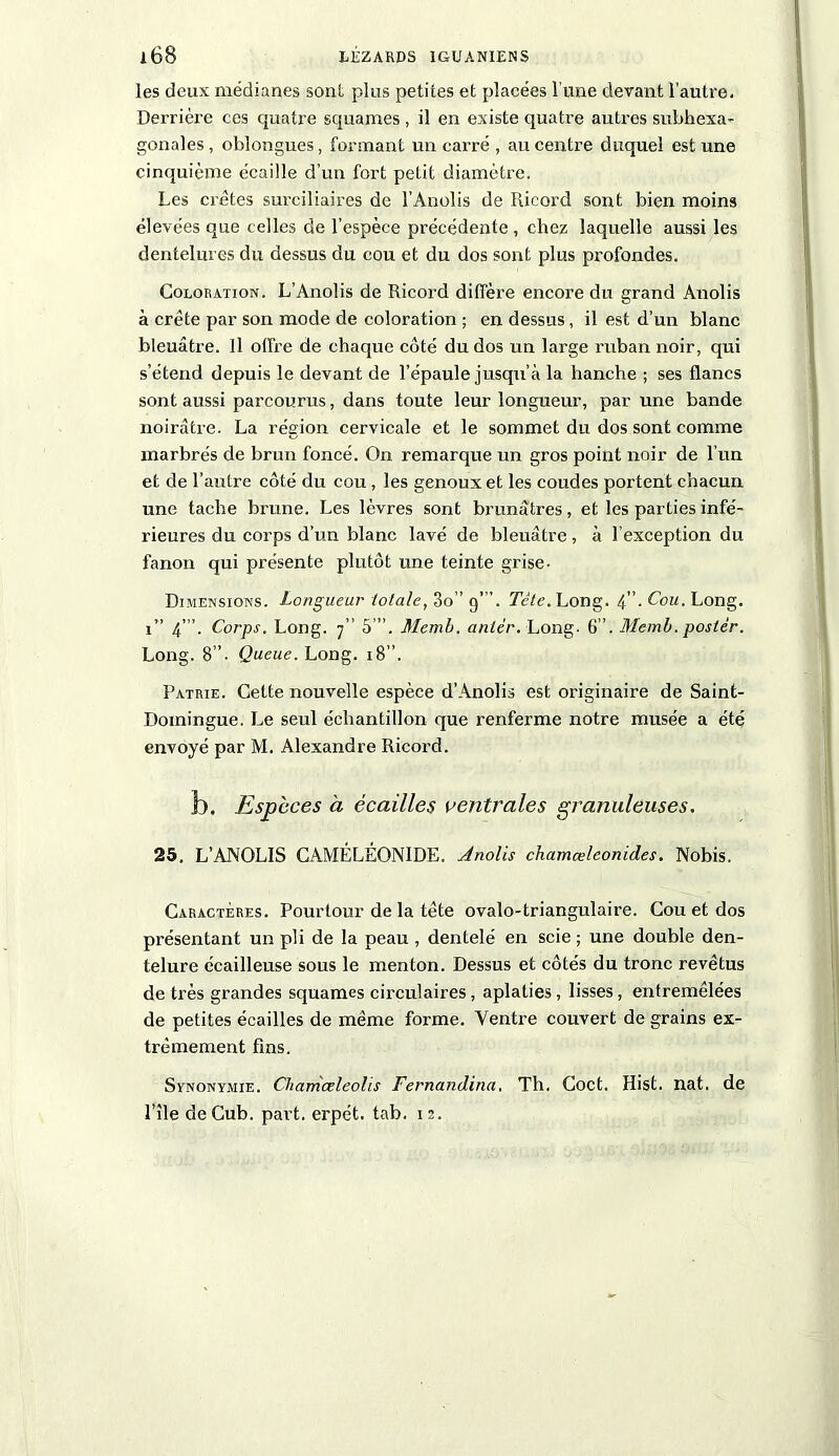 les deux médianes sont plus petites et placées l’une devant l’autre. Derrière ces quatre squames , il en existe quatre autres subhexa- gonales , oblongues, formant un carré , au centre duquel est une cinquième écaille d’un fort petit diamètre. Les crêtes surciliaires de l’Anolis de Rieord sont bien moins élevées que celles de l’espèce précédente , chez laquelle aussi les dentelures du dessus du cou et du dos sont plus profondes. Coloration. L’Anolis de Rieord diffère encore du grand Anolis à crête par son mode de coloration ; en dessus, il est d’un blanc bleuâtre. Il offre de chaque côté du dos un large ruban noir, qui s’étend depuis le devant de l’épaule jusqu’à la hanche ; ses flancs sont aussi parcourus, dans toute leur longueur, par une bande noirâtre. La région cervicale et le sommet du dos sont comme marbrés de brun foncé. On remarque un gros point noir de l’un et de l’autre côté du cou, les genoux et les coudes portent chacun une tache brune. Les lèvres sont brunâtres, et les parties infé- rieures du corps d’un blanc lavé de bleuâtre, à l’exception du fanon qui présente plutôt une teinte grise- Dimensions. Longueur totale, 3o”g”’. Tcte. Long. 4”. Cou. Long. 1” 4”’. Corps. Long. 7” 5 ”. Memb. antér. Long- 6”. Memb. poster. Long. 8”. Queue. Long. 18”. Patrie. Cette nouvelle espèce d’Anolis est originaire de Saint- Domingue. Le seul échantillon que renferme notre musée a été envoyé par M. Alexandre Rieord. b. Especes à écailles ventrales granuleuses. 25. L’ANOLIS CAMÉLÉONIDE. Anolis chamœleonides. Nobis. Caractères. Pourtour de la tête ovalo-triangulaire. Cou et dos présentant un pli de la peau , dentelé en scie ; une double den- telure écailleuse sous le menton. Dessus et côtés du tronc revêtus de très grandes squames circulaires, aplaties, lisses, entremêlées de petites écailles de même forme. Ventre couvert de grains ex- trêmement fins. Synonymie. Chamœleolis Fernandina. Th. Coct. Hist. nat. de Pile de Cub. part, erpét. tab. 12.