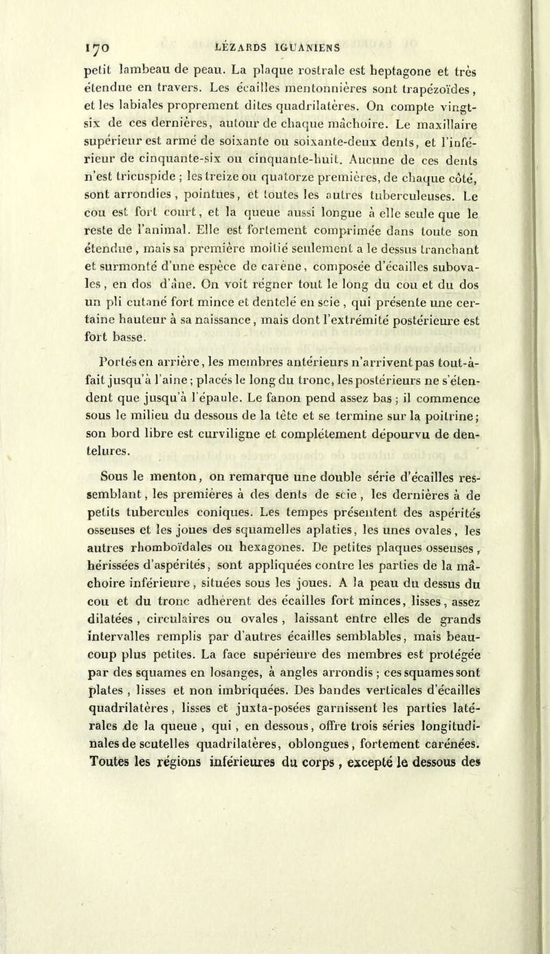 I^O petit lambeau de peau. La plaque rostrale est heptagone et très étendue en travers. Les écailles mentonnières sont trapézoïdes, et les labiales proprement dites quadrilatères. On compte vingt- six de ces dernières, autour de chaque mâchoire. Le maxillaire supérieur est armé de soixante ou soixante-deux dents, et l’infé- rieur de cinquante-six ou cinquante-huit. Aucune de ces dents n’est tricuspide ; les treize ou quatorze premières, de chaque côté, sont arrondies, pointues, et toutes les autres tuberculeuses. Le cou est fort court, et la queue aussi longue à elle seule que le reste de l’animal. Elle est fortement comprimée dans toute son étendue , mais sa première moitié seulement a le dessus tranchant et surmonté d’une espèce de carène, composée d’écailles subova- Ics, en dos d’àne. On voit régner tout le long du cou et du dos un pli cutané fort mince et dentelé en scie , qui présente une cer- taine hauteur à sa naissance, mais dont l’extrémité postérieure est fort basse. Portés en arrière, les membres antérieurs n’arrivent pas tout-à- fait jusqu’à l’aine ; placés le long du tronc, les postérieurs ne s’éten- dent que jusqu’à l’épaule. Le fanon pend assez bas ; il commence sous le milieu du dessous de la tète et se termine sur la poitrine; son bord libre est curviligne et complètement dépourvu de den- telures. Sous le menton, on remarque une double série d’écailles res- semblant , les premières à des dents de scie, les dernières à de petits tubercules coniques. Les tempes présentent des aspérités osseuses et les joues des squamelles aplaties, les unes ovales, les autres rhomboïdales ou hexagones. De petites plaques osseuses , hérissées d’aspérités, sont appliquées contre les parties de la mâ- choire inférieure, situées sous les joues. A la peau du dessus du cou et du tronc adhérent des écailles fort minces, lisses, assez dilatées , circulaires ou ovales , laissant entre elles de grands intervalles remplis par d’autres écailles semblables, mais beau- coup plus petites. La face supérieure des membres est protégée par des squames en losanges, à angles arrondis ; ces squames sont plates , lisses et non imbriquées. Des bandes verticales d’écailles quadrilatères, lisses et juxta-posées garnissent les parties laté- rales de la queue , qui, en dessous, offre trois séries longitudi- nales de scutelles quadrilatères, oblongues , fortement carénées. Toutes les régions inférieures du corps , excepté le dessous des