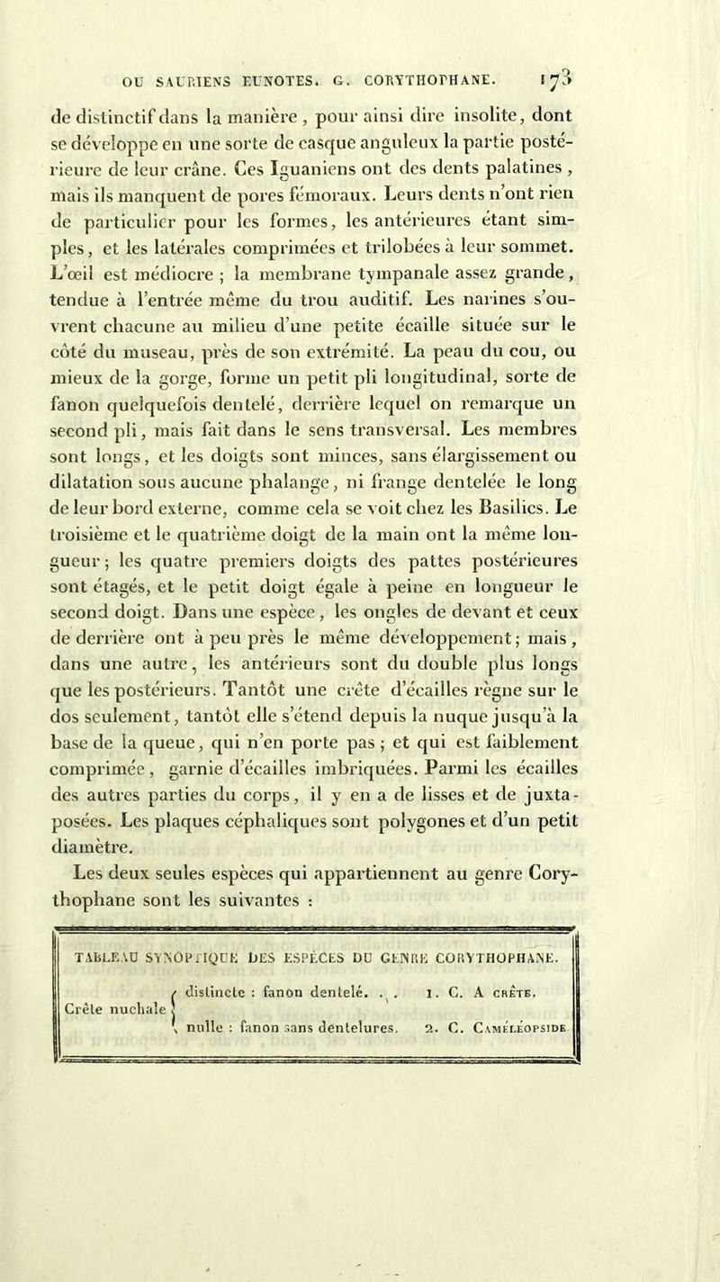 de distinctif dans la manière , pour ainsi dire insolite, dont se développe en une sorte de casque anguleux la partie posté- rieure de leur crâne. Ces Iguaniens ont des dents palatines , mais ils manquent de pores fémoraux. Leurs dents n’ont rien de particulier pour les formes, les antérieures étant sim- ples, et les latérales comprimées et trilobées à leur sommet. L’œil est médiocre ; la membrane tympanale assez grande, tendue à l’entrée même du trou auditif. Les narines s’ou- vrent chacune au milieu d’une petite écaille située sur le côté du museau, près de son extrémité. La peau du cou, ou mieux de la gorge, forme un petit pli longitudinal, sorte de fanon quelquefois dentelé, derrière lequel on remarque un second pli, mais fait dans le sens transversal. Les membres sont longs, et les doigts sont minces, sans élargissement ou dilatation sous aucune phalange, ni frange dentelée le long de leur bord externe, comme cela se voit chez les Basilics. Le troisième et le quatrième doigt de la main ont la même lon- gueur ; les quatre premiers doigts des pattes postérieures sont étagés, et le petit doigt égale à peine en longueur le second doigt. Dans une espèce , les ongles de devant et ceux de derrière ont à peu près le même développement; mais, dans une autre, les antérieurs sont du double plus longs que les postérieurs. Tantôt une crête decailles règne sur le dos seulement, tantôt elle s’étend depuis la nuque jusqu’à la base de la queue, qui n’en porte pas ; et qui est faiblement comprimée, garnie d’écailles imbriquées. Parmi les écailles des autres parties du corps, il y en a de lisses et de juxta- posées. Les plaques céphaliques sont polygones et d’un petit diamètre. Les deux seules espèces qui appartiennent au genre Cory- thophane sont les suivantes : TABLEAU SYNOPTIQUE DES ESPÈCES DD GENRE CORYTHOPHANE. / distincte : fanon dentelé. . . i. C. A crête. Crète nuchale 5 { nulle : fanon sans dentelures, 2. C. CmmÉleopside —'T J.--.- . . —■