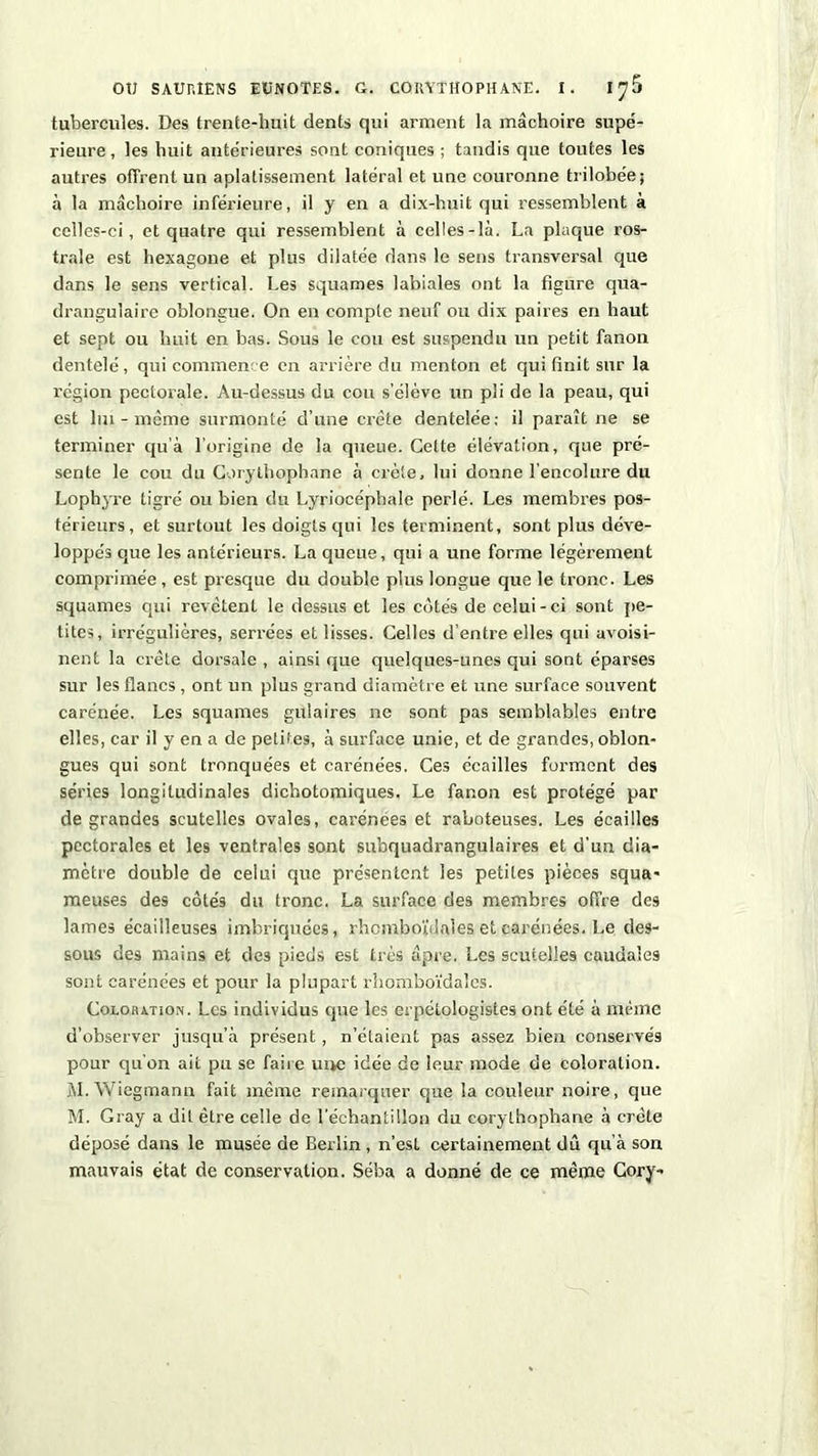tubercules. Des trente-huit dents qui arment la mâchoire supé- rieure, les huit ante'rieures sont coniques ; tandis que toutes les autres offrent un aplatissement latéral et une couronne trilobée; à la mâchoire inférieure, il y en a dix-huit qui ressemblent à celles-ci, et quatre qui ressemblent à celles-là. La plaque ros- trale est hexagone et plus dilatée dans le sens transversal que dans le sens vertical. Les squames labiales ont la figure qua- drangulaire oblongue. On en compte neuf ou dix paires en haut et sept ou huit en bas. Sous le cou est suspendu un petit fanon dentelé, qui commence en arrière du menton et qui finit sur la région pectorale. Au-dessus du cou s’élève un pli de la peau, qui est lui - même surmonté d’une crête dentelée; il paraît ne se terminer qu’à l’origine de la queue. Cette élévation, que pré- sente le cou du Corythophane à crête, lui donne l’encolure du Lophyre tigré ou bien du Lyriocéphale perlé. Les membres pos- térieurs, et surtout les doigts qui les terminent, sont plus déve- loppés que les antérieurs. La queue, qui a une forme légèrement comprimée, est presque du double plus longue que le tronc. Les squames qui revêtent le dessus et les cotés de celui-ci sont pe- tites, irrégulières, serrées et lisses. Celles d’entre elles qui avoisi- nent la crête dorsale , ainsi que quelques-unes qui sont éparses sur les flancs , ont un plus grand diamètre et une surface souvent carénée. Les squames gulaires ne sont pas semblables entre elles, car il y en a de petites, à surface unie, et de grandes, oblon- gues qui sont tronquées et carénées. Ces écailles forment des séries longitudinales dichotomiques. Le fanon est protégé par de grandes scutelles ovales, carénées et raboteuses. Les écailles pectorales et les ventrales sont subquadrangulaires et d’un dia- mètre double de celui que présentent les petites pièces squa- meuses des côtés du tronc. La surface des membres offre des lames écailleuses imbriquées, rhemboïdaies et carénées. Le des- sous des mains et des pieds est très âpre. Les scutelles caudales sont carénées et pour la plupart rhomboïdales. Coloration. Les individus que les erpélologistes ont été à même d’observer jusqu’à présent, n’étaient pas assez bien conservés pour qu’on ait pu se faire une idée de leur mode de coloration. jVI. Wiegmann fait même remarquer que la couleur noire, que M. Gray a dit être celle de l’échantillon du corythophane à crête déposé dans le musée de Berlin , n’esl certainement dû qu’à son mauvais état de conservation. Séba a donné de ce même Cory-