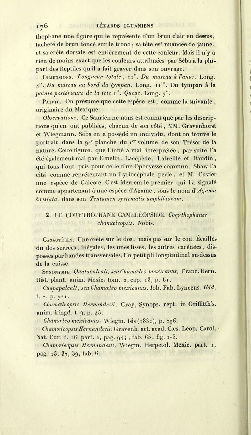 thophane une figure qui le représente d’un brun clair en dessus, tacheté de brun foncé sur le tronc ; sa tête est nuancée de jaune, et sa crête dorsale est entièrement de cette couleur. Mais il n’y a rien de moins exact que les couleurs attribuées par Séba à la plu- part des Reptiles qu’il a fait graver dans son ouvrage. Dimensions. Longueur totale, n .Du museau à Vanus. Long. 4”. Du museau au bord du tympan. Long. u’”. Du tympan à la pointe postérieure de la tète i”. Queue. Long. 7”. Patrie. On présume que celte espèce est, comme la suivante , originaire du Mexique. Observations. Ce Saurien ne nous est connu que par les descrip- tions qu’en ont publiées, chacun de son côté , MM. Gravenhorst et Wiegmann. Séba en a possédé un individu, dont on trouve le portrait dans la 94e planche du ier volume de son Trésor de la nature. Cette figure, que Linné a mal interprétée, par suite l’a été également mal par Gmelin , Lacépède, Latreille et Daudin, qui tous l’ont pris pour celle d’un Ophryesse commun. Shaw l’a cité comme représentant un Lyriocéphale perlé , et M. Cuvier une espèce de Galéote. C’est Merrem le premier qui l’a signalé comme appartenant à une espèce d’Agame , sous le nom d' Agama Cristata, dans son Tentamen syslematis amphibiorum. 2. LE CORYTHOPHANE CAMÉLÉOPSIDE. Corylhophanes chamœleopsis. Nobis. Caractères. Une crête sur le dos, mais pas sur le cou. Écailles du dos serrées, inégales; les unes lisses, les autres carénées, dis- posées par bandes transversales. Un petit pli longitudinal au-dessus de la cuisse. Synonymie. Qualapalcalt, seuChamœlco mexicanus. Franc. Hern. Hist. plant, anim. Mexic. tom. 2, cap. i3, p. Gi. Cuapapalcalt, seu Chamccleo mexicanus..lob. Fab. Lynceus. Ibid. t. 2, p. 721. Chamœleopsis Hernandesïi. Gray, Synops. rept. in Griffitth’s. anim. kingd. t. 9, p. 45. Chamœleo mexicanus. Wiegm. Tsis ( 183a), p. 296. Chamœleopsis Hernandesii. Gravenh. act. acad. Cses. Leop. Carol. Nat. Cur. t. 16, part. 2, pag. 944 , tab. G5, fig. i-5. Chamœleopsis Hernandesii. Wiegm. Herpetol. Mexic. part. 1, pag, i5, 37, 39, tab. 6.