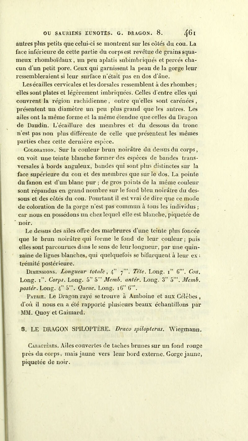 autres plus petits que celui-ci se montrent sur les côtés du cou. La face inférieure de cette partie du corps est revêtue de grains squa- meux rhomboïdaux, un peu aplatis subimbriqués et percés cha- cun d’un petit pore. Ceux qui garnissent la peau de la gorge leur ressembleraient si leur surface n’était pas en dos d’âne. Les écailles cervicales et les dorsales ressemblent à des rhombes ; elles sont plates et légèrement imbriquées. Celles d’entre elles qui couvrent la région rachidienne, outre qu’elles sont carénées , présentent un diamètre un peu plus grand que les autres. Les ailes ont la même forme et la même étendue que celles du Dragon de Daudin. L’écaillure des membres et du dessous du tronc n’est pas non plus différente de celle que présentent les mêmes parties chez cette dernière espèce. Coloration. Sur la couleur brun noirâtre du dessus du corps, on voit une teinte blanche former des espèces de bandes trans- versales à bords anguleux, bandes qui sont plus distinctes sur la face supérieure du cou et des membres que sur le dos. La pointe du fanon est d’un blanc pur ; de gros points de la même couleur sont répandus en grand nombre sur le fond bleu noirâtre du des- sous et des côtés du cou. Pourtant il est vrai de dire que ce mode de coloration de la gorge n’est pas commun à tous les individus ; car nous en possédons un chez lequel elle est blanche, piquetée de noir. Le dessus des ailes offre des marbrures d’une teinte plus foncée que le brun noirâtre qui forme le fond de leur couleur ; puis elles sont parcourues dans le sens de leur longueur, par une quin- zaine de lignes blanches, qui quelquefois se bifurquent à leur ex ; trémité postérieure. Dimensions. Longueur totale, 4” 7 ”. Tète. Long. 1” G’”. Coü, Long. 1”. Corps. Long. 5” 5 ” Mcmb. anlèr. Long. 3” 5’”. Memb. poster. Long. 4” 5”’. Queue. Long. 16” G ”. Patrie. Le Dragon rayé se trouve à Amboine et aux Célèbes , d’où il nous en a été rapporté plusieurs beaux échantillons par MM. Quoy et Gaimard. S. LE DRAGON SPILOPTÉRE. Draco spiloplerus. Wiegmann. Caractères. Ailes couvertes de taches brunes sur un fond rouge près du corps, mais jaune vers leur bord externe. Gorge jaune, piquetée de noir.