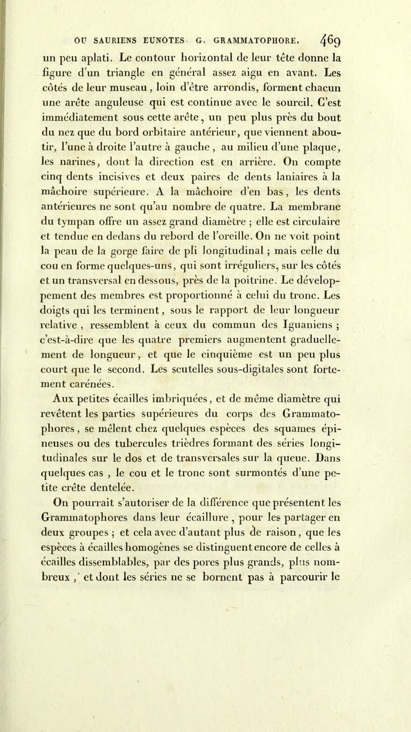 un peu aplati. Le contour horizontal de leur tête donne la figure d’un triangle en général assez aigu en avant. Les côtés de leur museau , loin d’être arrondis, forment chacun une arête anguleuse qui est continue avec le sourcil. C’est immédiatement sous cette arête, un peu plus près du bout du nez que du bord orbitaire antérieur, que viennent abou- tir, Tune à droite l’autre à gauche , au milieu d’une plaque, les narines, dont la direction est en arrière. On compte cinq dents incisives et deux paires de dents laniaires à la mâchoire supéi'ieure. A la mâchoire d’en bas, les dents antérieures ne sont qu’au nombre de quatre. La membrane du tympan offre un assez grand diamètre ; elle est circulaire et tendue en dedans du rebord de l’oreille. On ne voit point la peau de la gorge faire de pli longitudinal ; mais celle du cou en forme quelques-uns, qui sont irréguliers, sur les côtés et un transversal en dessous, près de la poitrine. Le dévelop- pement des membres est proportionné à celui du tronc. Les doigts qui les terminent, sous le rapport de leur longueur relative , ressemblent à ceux du commun des Iguaniens ; c’est-à-dire que les quatre premiers augmentent graduelle- ment de longueur, et que le cinquième est un peu plus court que le second. Les scutelles sous-digitales sont forte- ment carénées. Aux petites écailles imbriquées, et de même diamètre qui revêtent les parties supérieures du corps des Grammato- phores, se mêlent chez quelques espèces des squames épi- neuses ou des tubercules trièdres formant des séries longi- tudinales sur le dos et de transversales sur la queue. Dans quelques cas , le cou et le tronc sont surmontés d’une pe- tite crête dentelée. On pourrait s’autoriser de la différence que présentent les Grammatophores dans leur écaillure , pour les partager en deux groupes ; et cela avec d’autant plus de raison, que les espèces à écailles homogènes se distinguent encore de celles à écailles dissemblables, par des pores plus grands, plus nom- breux ,' et dont les séries ne se bornent pas à parcourir le