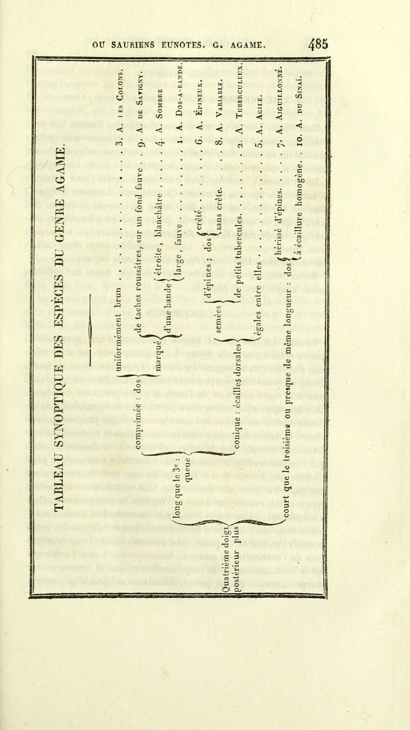 TABLEAU SYNOPTIQUE DES ESPECES DU GENRE AGAME.