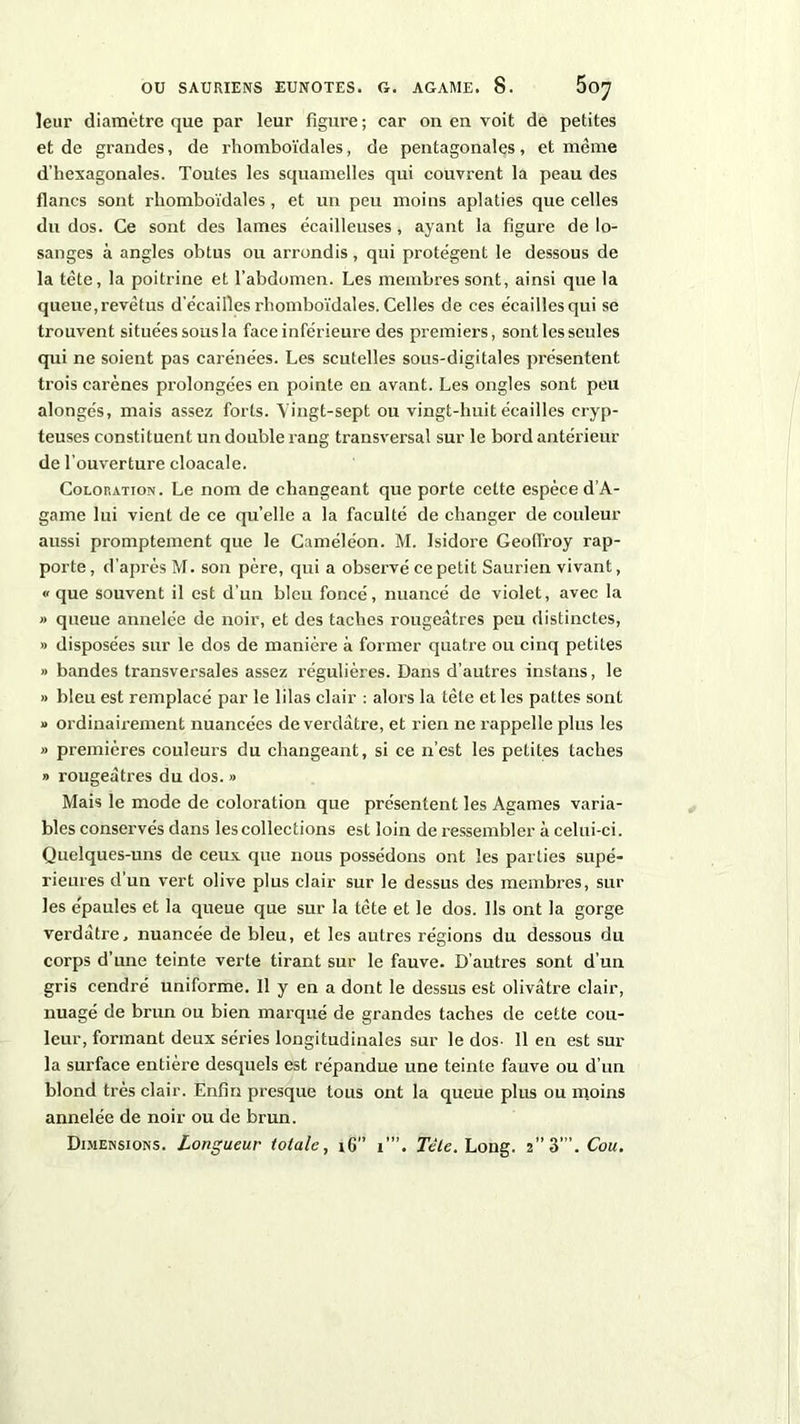 leur diamètre que par leur figure ; car on en voit de petites et de grandes, de rhomboïdales, de pentagonales, et même d’hexagonales. Toutes les squamelles qui couvrent la peau des flancs sont rhomboïdales, et un peu moins aplaties que celles du dos. Ce sont des lames écailleuses, ayant la figure de lo- sanges à angles obtus ou arrondis, qui protègent le dessous de la tête, la poitrine et l’abdomen. Les membres sont, ainsi que la queue, revêtus d’écailles rhomboïdales. Celles de ces écailles qui se trouvent situées sous la face inférieure des premiers, sont les seules qui ne soient pas carénées. Les scutelles sous-digitales présentent trois carènes prolongées en pointe en avant. Les ongles sont peu alongés, mais assez forts. Vingt-sept ou vingt-huit écailles cryp- teuses constituent un double rang transversal sur le bord antérieur de l’ouverture cloacale. Coloration. Le nom de changeant que porte cette espèce d’A- game lui vient de ce qu’elle a la faculté de changer de couleur aussi promptement que le Caméléon. M. Isidore Geoffroy rap- porte, d’après M. son père, qui a observé ce petit Saurien vivant, « que souvent il est d’un bleu foncé, nuancé de violet, avec la » queue annelée de noir, et des taches rougeâtres peu distinctes, » disposées sur le dos de manière à former quatre ou cinq petites » bandes transversales assez régulières. Dans d’autres instans, le » bleu est remplacé par le lilas clair : alors la tête et les pattes sont » ordinairement nuancées de verdâtre, et rien ne rappelle plus les » premières couleurs du changeant, si ce n’est les petites taches » rougeâtres du dos. » Mais le mode de coloration que présentent les Agames varia- bles conservés dans les collections est loin de ressembler à celui-ci. Quelques-uns de ceux que nous possédons ont les parties supé- rieures d’un vert olive plus clair sur le dessus des membres, sur les épaules et la queue que sur la tête et le dos. Ils ont la gorge verdâtre, nuancée de bleu, et les autres régions du dessous du corps d’une teinte verte tirant sur le fauve. D’autres sont d’un gris cendré uniforme. Il y en a dont le dessus est olivâtre clair, nuage de brun ou bien marqué de grandes taches de cette cou- leur, formant deux séries longitudinales sur le dos- 11 en est sur la surface entière desquels est répandue une teinte fauve ou d’un blond très clair. Enfin presque tous ont la queue plus ou moins annelée de noir ou de brun. Dimensions. Longueur totale, iG” i’”. Tète. Long. 2” 3 '.Cou.