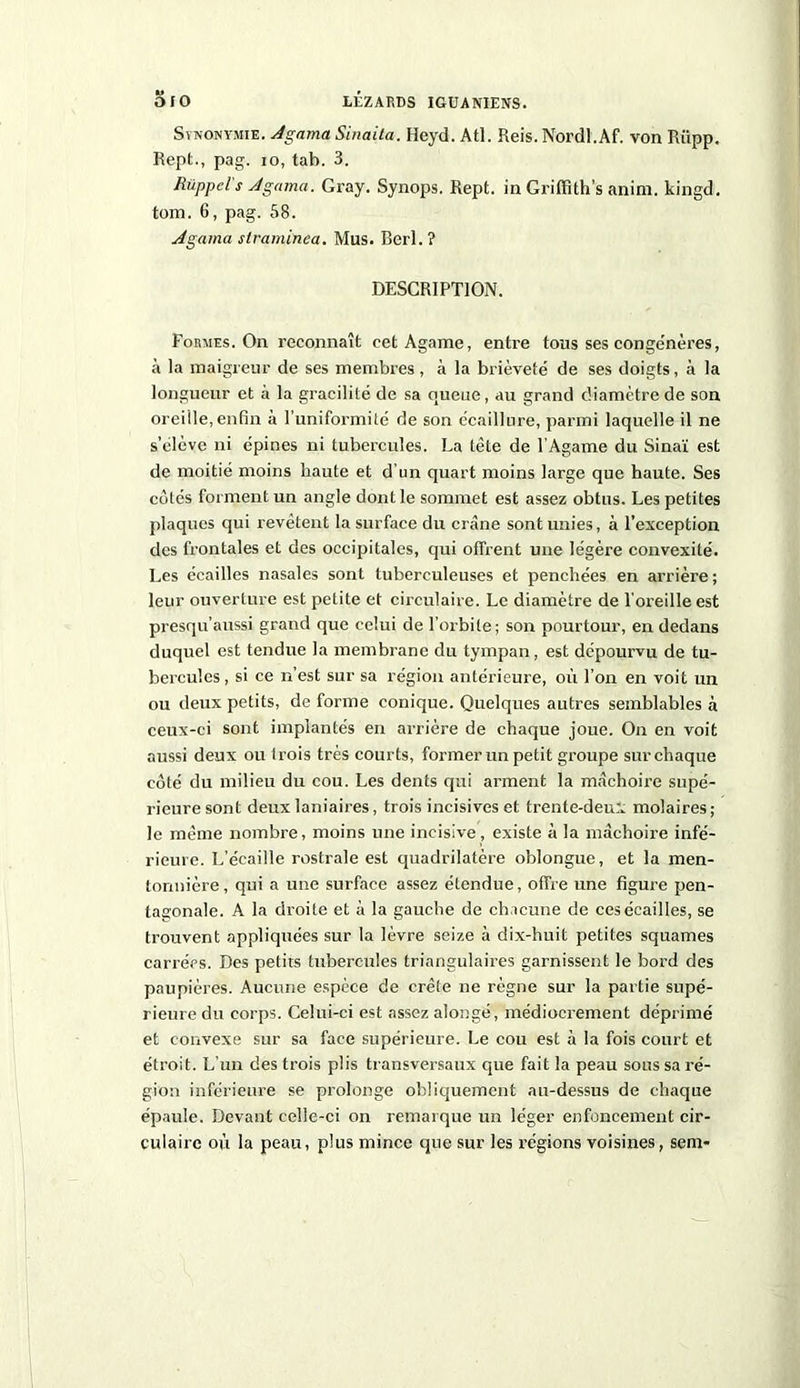 Synonymie. Jgama Sinaita. Heyd. Atl. Reis. Nordl.Af. von Riipp. Rept., pag. 10, tab. 3. Rüppel's Jgama. Gray. Synops. Rept. in Griffdh’s anim. kingd. tom. 6, pag. 58. Jgama slraminea. Mus. Berl. ? DESCRIPTION. Formes. On reconnaît cetAgame, entre tous ses conge'nères, à la maigreur de ses membres, à la brièveté de ses doigts, à la longueur et à la gracilité de sa queue, au grand diamètre de son oreille, enfin à l’uniformité de son écaillure, parmi laquelle il ne s’élève ni épines ni tubercules. La tète de l’Agame du Sinaï est de moitié moins haute et d’un quart moins large que haute. Ses cotés foi ment un angle dont le sommet est assez obtus. Les petites plaques qui revêtent la surface du crâne sont unies, à l’exception des frontales et des occipitales, qui offrent une légère convexité. Les écailles nasales sont tuberculeuses et penchées en arrière ; leur ouverture est petite et circulaire. Le diamètre de l’oreille est presqu’aussi grand que celui de l’orbite; son pourtour, en dedans duquel est tendue la membrane du tympan, est dépourvu de tu- bercules , si ce n’est sur sa région antérieure, où l’on en voit un ou deux petits, de forme conique. Quelques autres semblables à ceux-ci sont implantés en arrière de chaque joue. On en voit aussi deux ou trois très courts, former un petit groupe sur chaque coté du milieu du cou. Les dents qui arment la mâchoire supé- rieure sont deux laniaires, trois incisives et trente-deux molaires; le même nombre, moins une incisive, existe à la mâchoire infé- rieure. L’écaille rostrale est quadrilatère oblongue, et la men- tonnière, qui a une surface assez étendue, offre une figure pen- tagonale. A la droite et à la gauche de chacune de ces écailles, se trouvent appliquées sur la lèvre seize à dix-huit petites squames carrées. Des petits tubercules triangulaires garnissent le bord des paupières. Aucune espèce de crête ne règne sur la partie supé- rieure du corps. Celui-ci est assez alongé, médiocrement déprimé et convexe sur sa face supérieure. Le cou est à la fois court et étroit. L’un des trois plis transversaux que fait la peau sous sa ré- gion inférieure se prolonge obliquement au-dessus de chaque épaule. Devant celle-ci on remarque un léger enfoncement cir- culaire où la peau, plus mince que sur les régions voisines, sem-