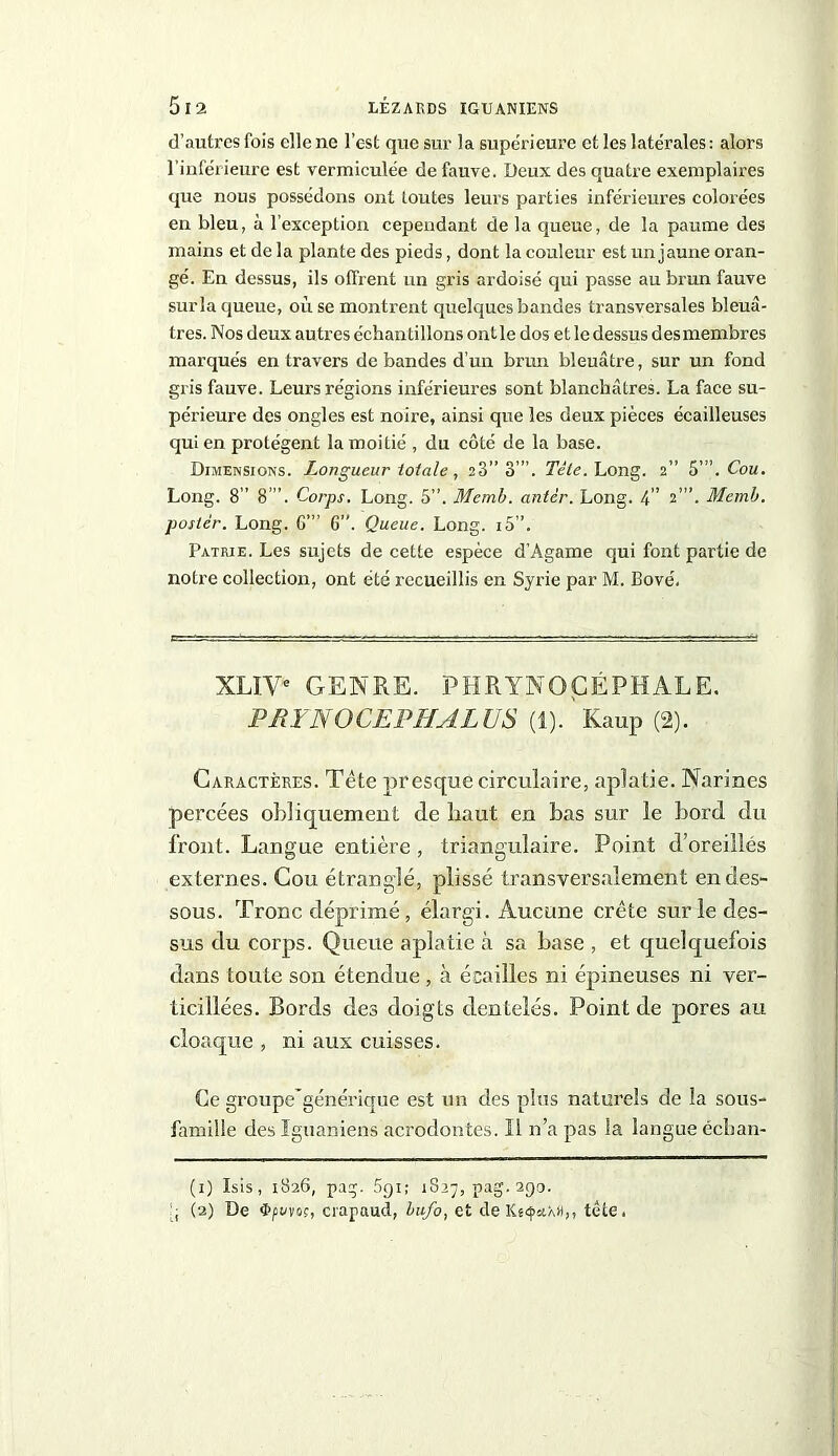 d’autres fois elle ne lc-st que sur la supérieure et les latérales : alors l’inférieure est vermiculée de fauve. Deux des quatre exemplaires que nous possédons ont toutes leurs parties inférieures colorées en bleu, à l'exception cependant de la queue, de la paume des mains et de la plante des pieds, dont la couleur est un jaune oran- gé. En dessus, ils offrent un gris ardoisé qui passe au brun fauve sur la queue, où se montrent quelques bandes transversales bleuâ- tres. Nos deux autres échantillons ontle dos et le dessus desmembres marqués entravers de bandes d’un brun bleuâtre, sur un fond gris fauve. Leurs régions inférieures sont blanchâtres. La face su- périeure des ongles est noire, ainsi que les deux pièces écailleuses qui en protègent la moitié , du côté de la base. Dimensions. Longueur totale , 23” 3’”. Tète. Long. 2” S'”. Cou. Long. 8” 8”. Corps. Long. 5”. Memb. antèr. Long. 4” 2”’. Memb. poster. Long. G’” 6”. Queue. Long. i5”. Patrie. Les sujets de cette espèce d’Agame qui font partie de notre collection, ont été recueillis en Syrie par M. Bové. XLIV* GENRE. PHRYNQCÉPHALE. PR Y N O CEP H AL US (l).Kaup (2). Caractères. Tête presque circulaire, aplatie. Narines percées obliquement de haut en bas sur le bord du front. Langue entière, triangulaire. Point d’oreillés externes. Cou étranglé, plissé transversalement en des- sous. Tronc déprimé, élargi. Aucune crête sur le des- sus du corps. Queue aplatie à sa base , et quelquefois dans toute son étendue , à écailles ni épineuses ni ver- ticillées. Bords des doigts dentelés. Point de pores au cloaque , ni aux cuisses. Ce groupegénérique est un des plus naturels de la sous- famille des Iguaniens acrodontes. Il n’a pas la langue écban- (1) Isis , 1826, pag. ôqi; 1S27, pag. 290.