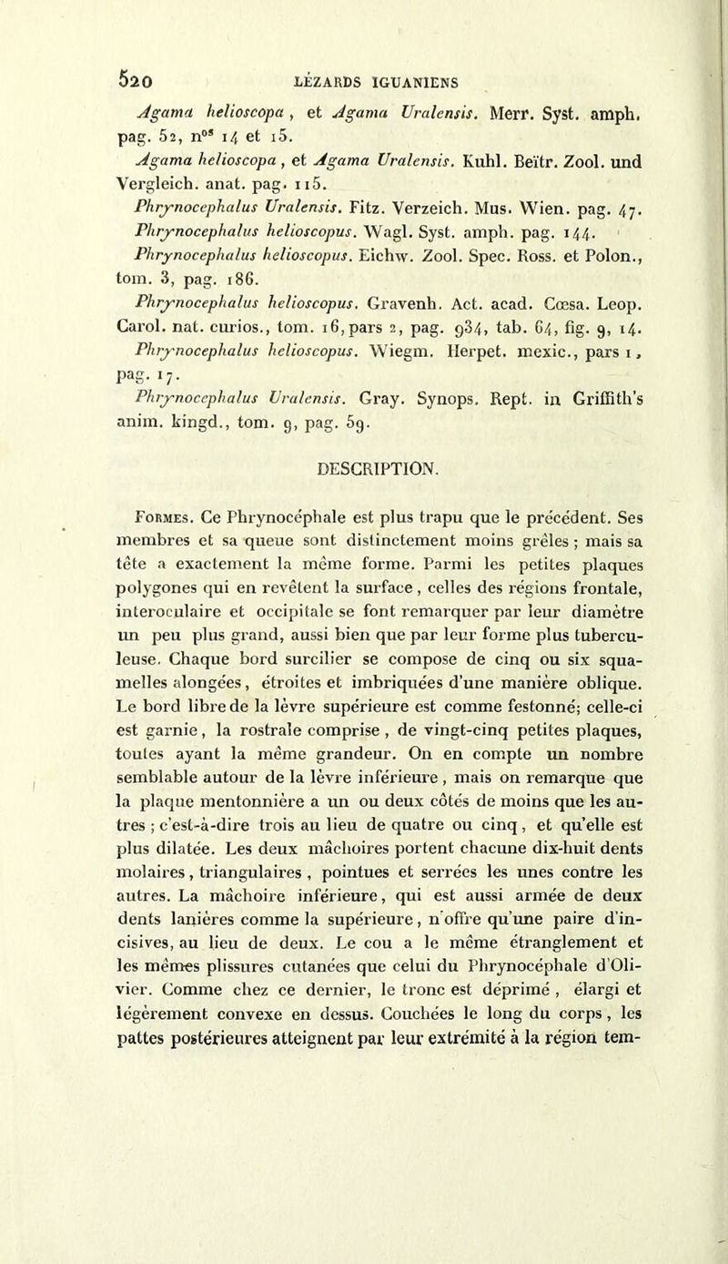 Agama helioscopa , et Agama Uralensis. Merr. Syst. ampli, pag. 52, nos 14 et i5. Agama helioscopa , et Agama Uralensis. Kuhl. Beïtr. Zool. und Vergleich. anat. pag. n5. Phrjrnocephalus Uralensis. Fitz. Verzeich. Mus. Wien. pag. 47. Phrjrnocephalus helioscopus. Wagl. Syst. amph. pag. 144. Phrynocephalus helioscopus. Eiehw. Zool. Spec. Ross, et Polon., tom. 3, pag. 186. Phrynocephalus helioscopus. Gravenh. Act. acad. Gœsa. Leop. Carol. nat. curios., tom. 16, pars 2, pag. 934, tab. 64, fig. 9, 14. Phrjrnocephalus helioscopus. Wiegm. Herpet. mexic., pars 1, pag. 17. Phrjrnocephalus Uralensis. Gray. Synops. Rept. in Griffiths anim. kingd., tom. 9, pag. 5g. DESCRIPTION. Formes. Ce Phrynocéphale est plus trapu que le précédent. Ses membres et sa queue sont distinctement moins grêles ; mais sa tête a exactement la même forme. Parmi les petites plaques polygones qui en revêtent la surface, celles des régions frontale, interoculaire et occipitale se font remarquer par leur diamètre un peu plus grand, aussi bien que par leur forme plus tubercu- leuse. Chaque bord surcilier se compose de cinq ou six squa- melles alongées, étroites et imbriquées d’une manière oblique. Le bord libre de la lèvre supérieure est comme festonné; celle-ci est garnie, la rostrale comprise , de vingt-cinq petites plaques, toutes ayant la même grandeur. On en compte un nombre semblable autour de la lèvre inférieure , mais on remarque que la plaque mentonnière a un ou deux côtés de moins que les au- tres ; c’est-à-dire trois au lieu de quatre ou cinq, et qu’elle est plus dilatée. Les deux mâchoires portent chacune dix-lmit dents molaires, triangulaires , pointues et serrées les unes contre les autres. La mâchoire inférieure, qui est aussi armée de deux dents lanières comme la supérieure, n’offre qu’une paire d’in- cisives, au lieu de deux. Le cou a le même étranglement et les mêmes plissures cutanées que celui du Phrynocéphale d’Oli- vier. Comme chez ce dernier, le tronc est déprimé , élargi et légèrement convexe en dessus. Couchées le long du corps, les pattes postérieures atteignent par leur extrémité à la région tem-