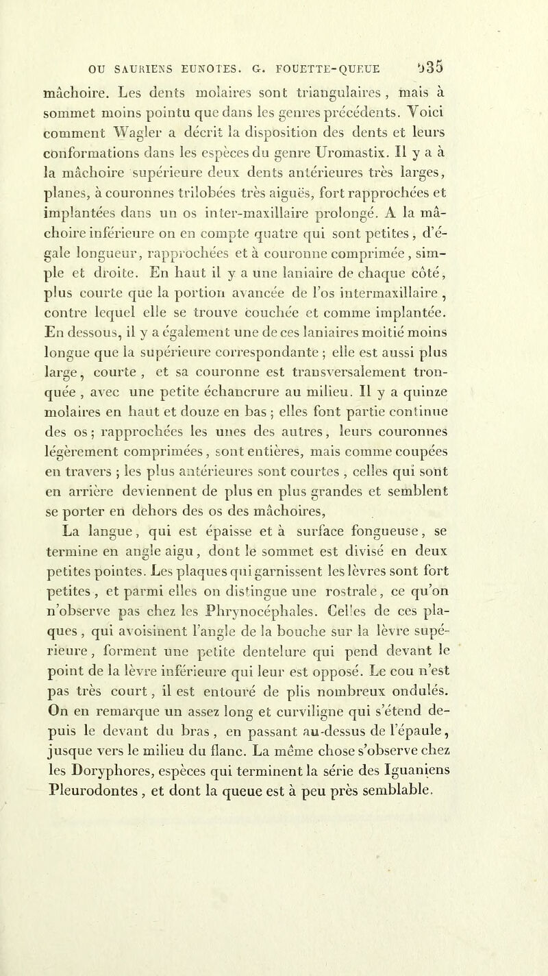 mâchoire. Les dents molaires sont triangulaires , mais à sommet moins pointu que dans les genres précédents. Voici comment Wagler a décrit la disposition des dents et leurs conformations dans les espèces du genre Uromastix. Il y a à la mâchoire supérieure deux dents antérieures très larges, planes, à couronnes trilobées très aiguës, fort rapprochées et implantées dans un os inter-maxillaire prolongé. A la mâ- choire inférieure on en compte quatre qui sont petites, d’é- gale longueur, rapprochées et à couronne comprimée, sim- ple et droite. En haut il y a une laniaire de chaque côté, plus courte que la portion avancée de l’os intermaxillaire , contre lequel elle se trouve couchée et comme implantée. En dessous, il y a égalemen t une de ces laniaires moitié moins longue que la supérieure cori’espondante ; elle est aussi plus large, courte, et sa couronne est transversalement tron- quée , avec une petite échancrure au milieu. Il y a quinze molaires en haut et douze en bas ; elles font partie continue des os ; rapprochées les unes des autres, leurs couronnes légèrement comprimées, sont entières, mais comme coupées en travers ; les plus antérieures sont courtes , celles qui sont en arrière deviennent de plus en plus grandes et semblent se porter en dehors des os des mâchoires, La langue, qui est épaisse et à surface fongueuse, se termine en angle aigu, dont le sommet est divisé en deux petites pointes. Les plaques qui garnissent les lèvres sont fort petites , et parmi elles on distingue une rostrale, ce qu’on n’observe pas chez les Phrynocéphales. Cel!es de ces pla- ques , qui avoisinent l’angle de la bouche sur la lèvre supé- rieure, forment une petite dentelure qui pend devant le point de la lèvre inférieure qui leur est opposé. Le cou n’est pas très court, il est entouré de plis nombreux ondulés. On en remarque un assez long et curviligne qui s’étend de- puis le devant du bras, en passant au-dessus de lepaule, jusque vers le milieu du flanc. La même chose s’observe chez les Doryphores, espèces qui terminent la série des Iguaniens Pleurodontes, et dont la queue est à peu près semblable.