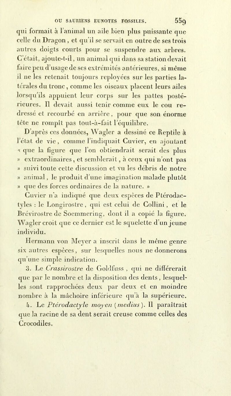 qui formait à l’animal un aile bien plus puissante que celle du Dragon , et qu’il se servait en outre de ses trois autres doigts courts pour se suspendre aux arbres. C’était, ajoute-t-il, un animal qui dans sa station devait faire peu d’usage de ses extrémités antérieures, si même il ne les retenait toujours reployées sur les parties la- térales du tronc, comme les oiseaux placent leurs ailes lorsqu’ils appuient leur corps sur les pattes posté- rieures. Il devait aussi tenir comme eux le cou re- dressé et recourbé en arrière, pour que son énorme tête ne rompît pas tout-à-fait l’équilibre. D'après ces données, Wagler a dessiné ce Reptile à l’état de vie, comme l’indiquait Cuvier, en ajoutant '< que la figure que l’on obtiendrait serait des plus » extraordinaires, et semblerait, à ceux qui n’ont pas » suivi toute cette discussion et vu les débris de notre » animal, le produit d’une imagination malade plutôt » que des forces ordinaires de la nature. » Cuvier n’a indiqué que deux espèces de Ptérodac- tyles : le Longirostre , qui est celui de Collini, et le Brévirostre de Soemmering, dont il a copié la figure. Wagler croit que ce dernier est le squelette d’un jeune individu. Hermann von Meyer a inscrit dans le même genre six autres espèces, sur lesquelles nous ne donnerons qu’une simple indication. 3. Le Crassirostre de Goldfuss , qui ne différerait que par le nombre et la disposition des dents , lesquel- les sont rapprochées deux par deux et en moindre nombre à la mâchoire inférieure qu’à la supérieure. k. Le Ptérodactyle moyen [médius). 11 paraîtrait que la racine de sa dent serait creuse comme celles des Crocodiles.