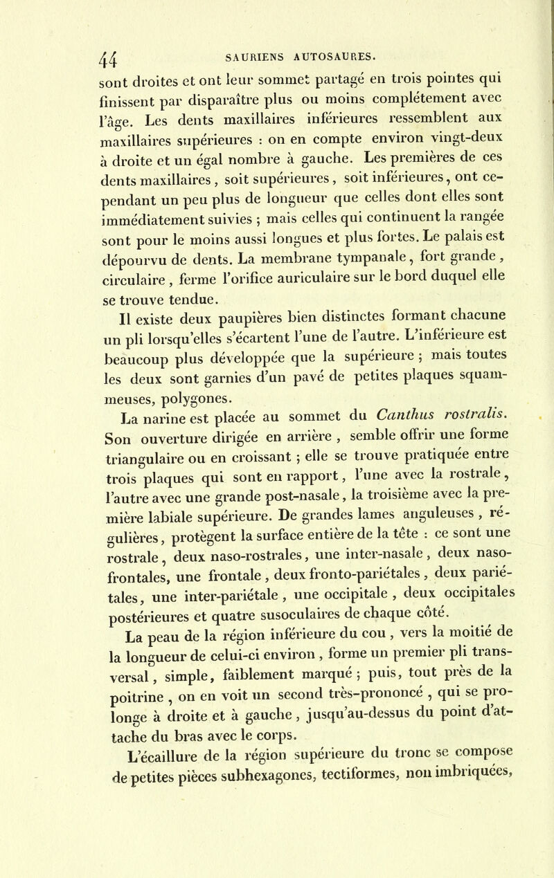sont droites et ont leur sommet partagé en trois pointes qui finissent par disparaître plus ou moins complètement avec lage. Les dents maxillaires inférieures ressemblent aux maxillaires supérieures : on en compte environ vingt-deux à droite et un égal nombre à gauche. Les premières de ces dents maxillaires, soit supérieures, soit inférieures, ont ce- pendant un peu plus de longueur que celles dont elles sont immédiatement suivies ; mais celles qui continuent la rangée sont pour le moins aussi longues et plus fortes. Le palais est dépourvu de dents. La membrane tympanale, fort grande, circulaire , ferme l’orifice auriculaire sur le bord duquel elle se trouve tendue. Il existe deux paupières bien distinctes formant chacune un pli lorsqu’elles s’écartent l’une de 1 autre. L inférieure est beaucoup plus développée que la supérieure ; mais toutes les deux sont garnies d’un pavé de petites plaques squam- meuses, polygones. La narine est placée au sommet du Canthus rostralis. Son ouverture dirigée en arrière , semble offrir une forme triangulaire ou en croissant ; elle se trouve pratiquée entre trois plaques qui sont en rapport, l’une avec la rostrale, l’autre avec une grande post-nasale, la troisième avec la pre- mière labiale supérieure. De grandes lames anguleuses , ré- gulières , protègent la surface entière de la tête : ce sont une rostrale, deux naso-rostrales, une inter-nasale , deux naso- frontales, une frontale , deux fronto-pariétales , deux parié- tales, une inter-pariétale, une occipitale, deux occipitales postérieures et quatre susoculaires de chaque cote. La peau de la région inférieure du cou , vers la moitié de la longueur de celui-ci environ , forme un premier pli trans- versal , simple, faiblement marqué ; puis, tout près de la poitrine , on en voit un second très-prononcé , qui se pro- longe à droite et à gauche, jusqu’au-dessus du point d at- tache du bras avec le corps. L ecaillure de la région supérieure du tronc se compose de petites pièces subhexagones, tectiformes, non imbriquées,