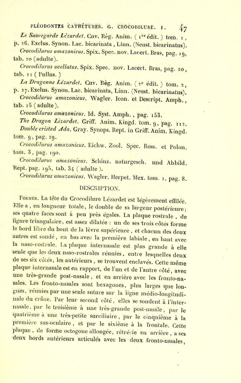 Le Sauvegarde Lézardet. Guy. Règ. Anim. ( ireédit. ) tom. 2 , p. 26. Exclus. Synon. Lac. bicarinata , Linn. (Neust. bicarinatus). Crocodilurus amazonicus. Spix. Spec. nov. Lacert. Bras, pag. 3 9, tab. 20 (adulte). Crocodilurus ocellalus. Spix. Spec. nov. Lacert. Bras, pag. 20, tab. 21 ( Pullus. ) La Dragonne Lézardet. Cuv. Règ. Anim, fi>* édit,) tom, à, p. 27. Exclus. Synon. Lac. bicarinata, Linn. (Neust. bicarinatus), Crocodilurus amazonicus. Wagler. Icon. et Descript, Amph! tab. i-5 ( adulte). Crocodilurus amazonicus. Id. Syst. Amph. , pag. 153. The Dragon Lizardet. Griff. Anim. Kingd. tom. 9, pag. l l2. Double cristed Ada. Gray. Synops. Rept. in Griff. Anim. Kingd! tom. 9 , pag. 29. Crocodilurus amazonicus. Eichw. 2ool. Spec. Ross, et Polon. tom. 3 , pag. 190. Crocodilurus amazonicus. Schinz. naturgesch. und Abbild, Rept. pag. i95, tab. 34 ( adulte ). Crocodilurus amazonicus. Wagler. Herpet. Mex. tom. 1, pag. 8. DESCRIPTION, Formes. La tête du Grocodilnrë Lézardet est Tégèremeut effîléè Elle a , en longueur totale, le double de sa largeur postérieure ; ses quatre faces sont à peu près égales. La plaque rostrale , de figure triangulaire, est assez dilatée : un de ses trois côtés forme le bord libre du bout de la lèvre supérieure , et chacun des deux autres est soudé , en bas avec la première labiale, en haut avec la naso-rostrale. La plaque internasale est plus grande à elle seule que les deux naso-rostrales réunies, entre lesquelles deux de ses six côtés, les antérieurs , se trouvent enclavés. Cette même plaque internasale est en rapport, de l’un et de l’autre côté, avec une très-grande post-nasale , et en arrière avec les fronto-na- sales. Les fronto-nasales sont hexagones, plus larges que lon- gues, réunies par une seule suture sur la ligne médio-longitudi- nale du crâne. Par leur second côté, elles se soudent à l’inter- nasale, par le troisième à une très-grande post-nasale, par le quatrième à une très-petite surciliaire , par le cinquième à la première sus-oculaire , et par le sixième à la frontale. Cette plaque, de forme octogone allongée, rétrécie en arrière , a ses deux bords antérieurs articulés avec les deux fronto-nasales,