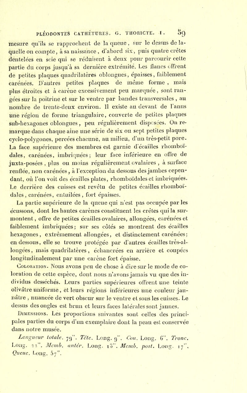 mesure qu’ils se rapprochent de la queue, sur le dessus de la- quelle on compte, à sa naissance , d’abord six, puis quatre crêtes dentelées en scie qui se réduisent à deux pour parcourir cette partie du corps jusqu’à sa dernière extrémité. Les flancs offrent de petites plaques quadrilatères oblongues, épaisses, faiblement carénées. D’autres petites plaques de même forme , mais plus étroites et à carène excessivement peu marquée, sont ran- gées sur la poitrine et sur le ventre par bandes transversales , au nombre de trente-deux environ. 11 existe au devant de l’anus une région de forme triangulaire, couverte de petites plaques sub-hexagones oblongues, peu régulièrement disposées. On re- marque dans chaque aine une série de six ou sept petites plaques cyclo-polygones, percées chacune, au milieu, d’un très-petit pore. La face supérieure des membres est garnie d’écailles rhomboï- dales, carénées, imbriquées; leur face inférieure en offre de juxta-posées , plus ou moins régulièrement ovalaires , à surface renflée, non carénées 7 à l’exception du dessous des jambes cepen- dant, où l’on voit des écailles plates, rhomboïdales et imbriquées. Le derrière des cuisses est revêtu de petites écailles rhomboï- dales, carénées, entuilées, fort épaisses. La partie supérieure de la queue qui n’est pas occupée par les écussons, dont les hautes carènes constituent les crêtes qui la sur- montent, offre de petites écailles ovalaires, allongées, carénées et faiblement imbriquées; sur ses côtés se montrent des écailles hexagones, extrêmement allongées, et distinctement carénées; en dessous, elle se trouve protégée par d’autres écailles très-al- longées , mais quadrilatères , échancrées en arrière et coupées longitudinalement par une carène fort épaisse. Coloration. Nous avons peu de chose à dire sur le mode de co- loration de cette espèce, dont nous n’avons jamais vu que des in- dividus desséchés. Leurs parties supérieures offrent une teinte olivâtre uniforme, et leurs régions inférieures une couleur jau- nâtre , nuancée de vert obscur sur le ventre et sous les cuisses. Le dessus des ongles est brun et leurs faces latérales sont jaunes. Dimensions. Les proportions suivantes sont celles des princi- pales parties du corps d’un exemplaire dont la peau est conservée dans notre musée. Longueur totale. 79”. Tête. Long. 9’’. Cou. Long. 6”. Tronc. Long. 22”. Memb. antèr. Long. 10”. Mémo. post. Long. 17”, Queue. Long. 57”.