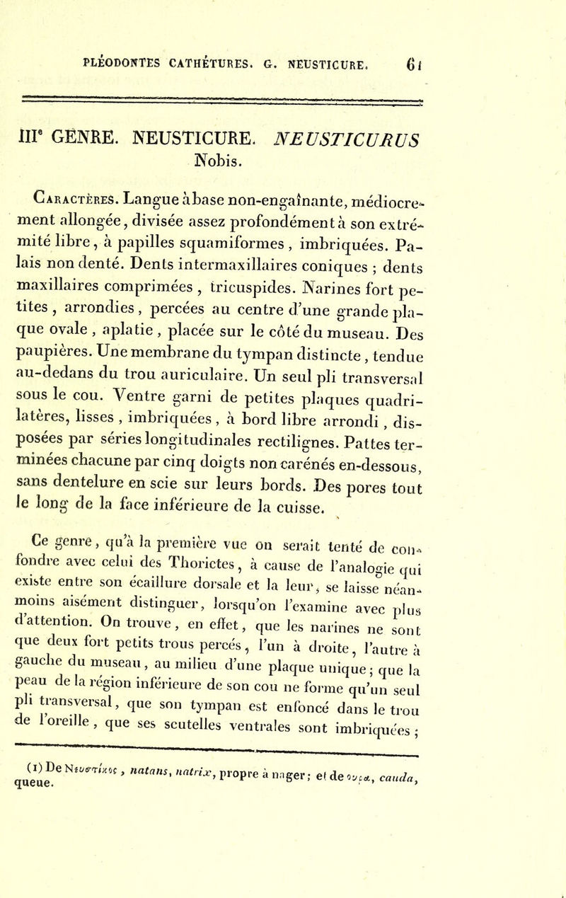 IIIe GENRE. NEUSTICURE. NEUSTICURÜS Nobis. Caractères. Langue àbase non-engaînante, médiocre^ ment allongée, divisée assez profondément à son extré- mité libre, à papilles squamiformes , imbriquées. Pa- lais non denté. Dents intermaxillaires coniques ; dents maxillaires comprimées , tricuspides. Narines fort pe- tites , arrondies, percées au centre d’une grande pla- que ovale , aplatie , placée sur le côté du museau. Des paupières. Une membrane du tympan distincte, tendue au-dedans du trou auriculaire. Un seul pli transversal sous le cou. Ventre garni de petites plaques quadri- latères, lisses , imbriquées , à bord libre arrondi, dis- posées par séries longitudinales rectilignes. Pattes ter- minées chacune par cinq doigts non carénés en-dessous, sans dentelure en scie sur leurs bords. Des pores tout le long de la face inférieure de la cuisse. Ce genre, qu’à la première vue on serait tenté de con- fondre avec celui des Thorictes, à cause de l’analogie qui existe entre son écaillure dorsale et la leur, se laisse néan- moins aisément distinguer, lorsqu’on l’examine avec plus dattention. On trouve, en effet, que les narines ne sont que deux fort petits trous percés, l’un à droite, l’autre à gauche du museau, au milieu d’une plaque unique; que la peau de la région inférieure de son cou ne forme qu’un seul pli transversal, que son tympan est enfoncé dans le trou de 1 oreille, que ses scutelles ventrales sont imbriquées; leue?6 niüern:'lKH * ****** natrix, propre à nnger; etdeo*,*, cauda.