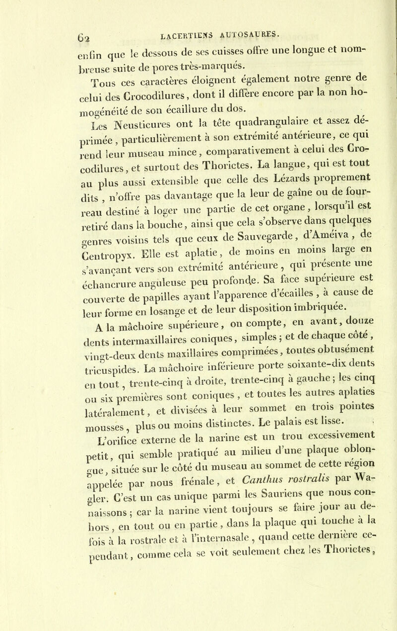 enfin que le dessous de ses cuisses offre une longue et nom- breuse suite de pores très-marqués. Tous ces caractères éloignent également notre genre de celui des Crocodilures, dont il diffère encore par la non ho- mogénéité de son écaillure du dos. Les Neustieures ont la tête quadrangulaire et assez dé- primée , particulièrement à son extrémité antérieure, ce qui rend leur museau mince, comparativement à celui des Cro- codilures, et surtout des Thorictes. La langue, qui est tout au plus aussi extensible que celle des Lézards proprement dits , n’offre pas davantage que la leur de gaine ou de four- reau’destiné à loger une partie de cet organe, lorsqu’il est retiré dans la bouche, ainsi que cela s’observe dans quelques genres voisins tels que ceux de Sauvegarde , d’Améiva , de Ceutropyx. Elle est aplatie, de moins en moins large en s’avançant vers son extrémité antérieure, qui présente une échancrure anguleuse peu profonde. Sa face supérieure est couverte de papilles ayant l’apparence d’écailles , a cause de leur forme en losange et de leur disposition imbriquée. A la mâchoire supérieure, on compte, en avant, douze dents intermaxillaires coniques, simples ; et de chaque cote , vinrt-deux dents maxillaires comprimées, toutes obtusément tricuspides. La mâchoire inférieure porte soixante-dix dents en tout trente-cinq à droite, trente-cinq à gauche ; les cinq ou six premières sont coniques , et toutes les autres aplaties latéralement, et divisées à leur sommet en trois pointes mousses plus ou moins distinctes. Le palais est lisse. L’orifice externe de la narine est un trou excessivement petit, qui semble pratiqué au milieu d’une plaque oblon- „ue située sur le côté du museau au sommet de cette région appelée par nous frênaie, et Canthusrostralis par Wa- «ler. C’est un cas unique parmi les Sauriens que nous con- naissons ; car la narine vient toujours se faire jour au de- hors , en tout ou en partie, dans la plaque qui touche a la fois à la rostrale et à l’internasale , quand cette dermere ce- pendant, comme cela se voit seulement chez les Thorictes,