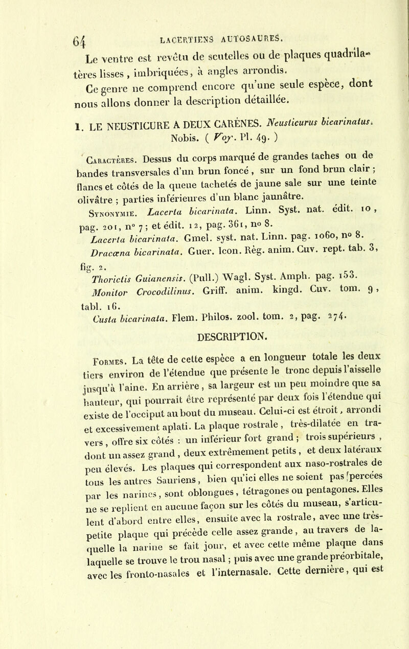 Le ventre est revêtu de scutelles ou de plaques quadrîla** tères lisses , imbriquées, à angles arrondis. Ce genre ne comprend encore qu une seule espece, dont nous allons donner la description détaillée. 1. LE NEUSTICURE A DEUX CARÈNES. Neusticurus biearinatas* Nobis. ( Voy. PL 49. ) Caractères. Dessus du corps marqué de grandes taches ou de bandes transversales d’un brun foncé , sur un fond brun clair ; flancs et côtés de la queue tachetés de jaune sale sur une teinte olivâtre ; parties inférieures d’un blanc jaunâtre. Synonymie. Lacerta bicarinata. Linn. Syst. nat. édit, io , pag. 201, n° 7 ; et édit. 12, pag. 36i, no 8. Lacerta bicarinata. Gmel. syst. nat. Linn. pag. 1060, no 8. Draccena bicarinata. Guer. Icon. Règ. anim. Cuv. rept. tab. 3, fig. 2. Thorictis Guianensis. (Pull.) Wagl. Syst. Ampli, pag. i53. Monitor Crocodilinus. Griff. anim. kingd. Cuv. tom. 9, tabl. 16. Custa bicarinata. Flem. Philos, zool. tom. 2, pag. 274. DESCRIPTION. Formes. La tête de cette espèce a en longueur totale les deux tiers environ de l’étendue que présente le tronc depuis l’aisselle jusqu'à l’aine. En arrière, sa largeur est un peu moindre que sa hauteur, qui pourrait être représenté par deux fois l’étendue qui existe de l’occiput au bout du museau. Celui-ci est étroit, arrondi et excessivement aplati. La plaque rostrale, très-dilatée en tra- vers offre six côtés : un inférieur fort grand ; trois supérieurs , dont’un assez grand, deux extrêmement petits , et deux latéraux peu élevés. Les plaques qui correspondent aux naso-rostrales de tous les antres Sauriens, bien qu'ici elles ne soient pas [percées par les narines , sont oblongues, tétragones ou pentagones. Elles ne se replient en aucune façon sur les côtés du museau, s’articu- lent d’abord entre elles, ensuite avec la rostrale, avec une très- petite plaque qui précède celle assez grande , au travers de la- quelle la narine se fait jour, et avec cette même plaque dans laquelle se trouve le trou nasal ; puis avec une grande préorbitale, avec les fronto-nasales et l’internasale. Cette dernière, qui est
