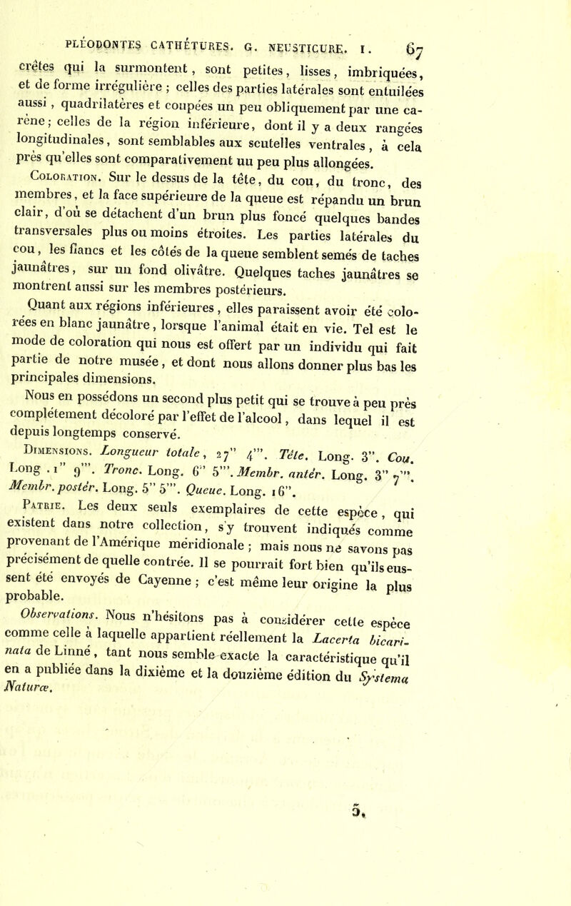 PLl’ODONTllS CATÎI ET CIRES. G. NEUSTTCÜllE. I. §7 crêtes qui la surmontent, sont petites, lisses, imbriquées, et de forme irrégulière ; celles des parties latérales sont entuilées aussi , quadrilatères et coupées un peu obliquement par une ca- rène; celles de la région inférieure, dont il y a deux rangées longitudinales, sont semblables aux scutelîes ventrales, à cela près quelles sont comparativement uu peu plus allongées. Coloration. Sur le dessus de la tête, du cou, du tronc, des membres, et la face supérieure de la queue est répandu un brun clair, d’où se détachent d’un brun plus foncé quelques bandes transversales plus ou moins étroites. Les parties latérales du cou les flancs et les côtés de la queue semblent semés de taches jaunâtres, sur un fond olivâtre. Quelques taches jaunâtres se montrent aussi sur les membres postérieurs. Quant aux régions inférieures , elles paraissent avoir été colo- rées en blanc jaunâtre, lorsque l’animal était en vie. Tel est le mode de coloration qui nous est offert par un individu qui fait partie de notre musée , et dont nous allons donner plus bas les principales dimensions. Nous en possédons un second plus petit qui se trouve à peu près complètement décoloré par l’effet de l’alcool, dans lequel il est depuis longtemps conservé. Dimensions. Longueur totale, 27” 4”’. Tête, Long. 3”. Cou, Long .1 9 . Tronc. Long. 6'’ 5'.Membr. antèr. Long. 3” V” Memlr. poster. Long. 5” 5’”. Queue. Long. 16”. Patrie. Les deux seuls exemplaires de cette espèce , qui existent dans notre collection, s’y trouvent indiqués comme provenant de l’Amérique méridionale ; mais nous ne savons pas précisément de quelle contrée. 11 se pourrait fort bien qu’ils eus- sent été envoyés de Cayenne ; c’est même leur origine la plus probable. * Observations. Nous n’hésitqns pas à considérer cette espèce comme celle a laquelle appartient réellement la Laceria bicari- nata de Linné , tant nous semble exacte la caractéristique qu’il en a publiée dans la dixième et la douzième édition du Systema Naturœ, y