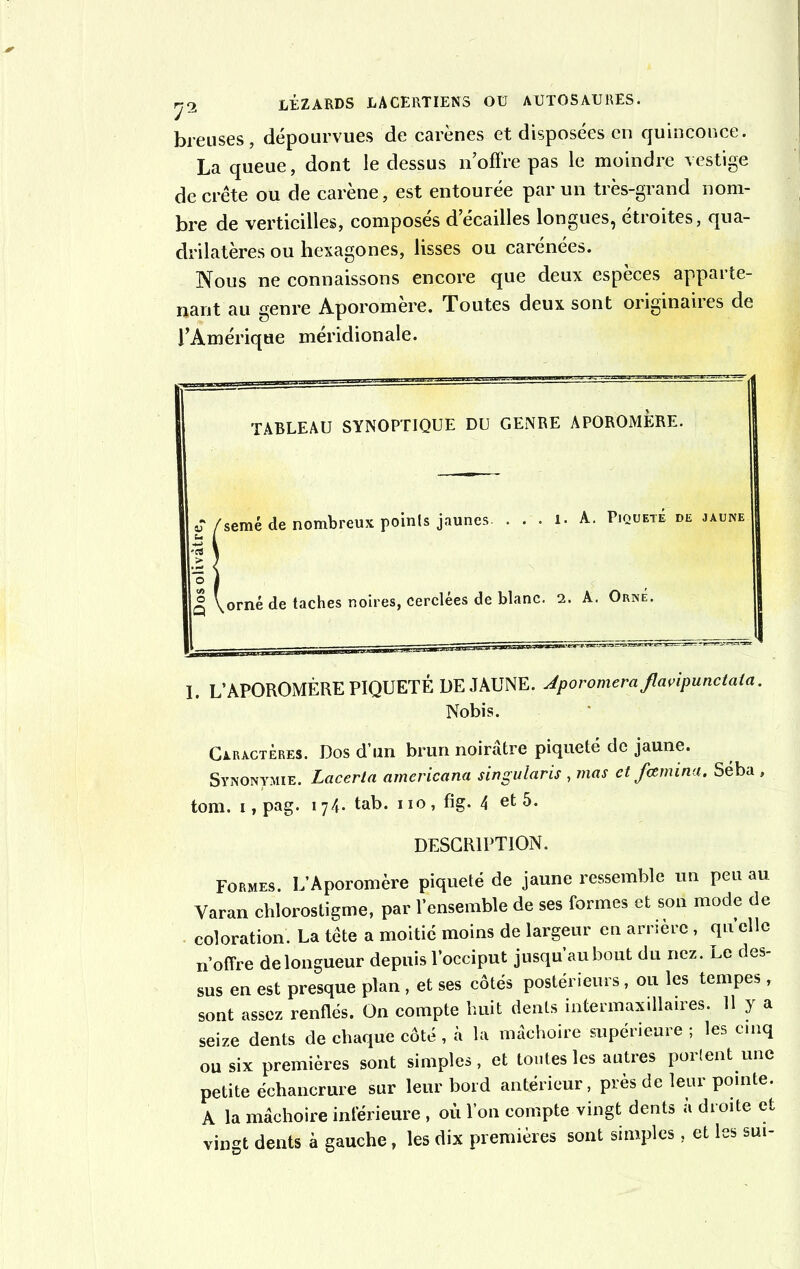 breuses, dépourvues de carènes et disposées en quinconce. La queue, dont le dessus 11’offre pas le moindre vestige décrété ou de carène, est entourée par un très-grand nom- bre de verticilles, composés décaillés longues, étroites, qua- drilatères ou hexagones, lisses ou carénées. Nous ne connaissons encore que deux espèces apparte- nant au genre Aporomere. Toutes deux sont originaiies de l’Amérique méridionale. TABLEAU SYNOPTIQUE DU GENRE APOROMERE. /semé de nombreux poinls jaunes. . . . 1. A. Piqueté de jaune ! q \orné de taches noires, cerclées de blanc. 2. A. Orné. I. L’APOROMERE PIQUETÉ DE JAUNE. Jporomera jlavipunciaia. Nobis. Caractères. Dos d’un brun noirâtre piqueté de jaune. Synonymie. Lacerla americana singularis, mas et fœmina. Séba , tom. 1, pag. 174. tab. 110, fig. 4 et 5. DESCRIPTION. Formes. L’Aporomère piqueté de jaune ressemble un peu au Varan chlorostigme, par l’ensemble de ses formes et son mode de coloration. La tète a moitié moins de largeur en arriéré , qu elle n’offre de longueur depuis l’occiput jusqu’au bout du nez. Le des- sus en est presque plan , et ses côtés postérieurs, ou les tempes , sont assez renflés. On compte huit dents intermaxillaires. 11 y a seize dents de chaque côté , à la mâchoire supérieure ; les cinq ou six premières sont simples, et toutes les autres portent une petite échancrure sur leur bord antérieur, près de leur pointe. A la mâchoire inférieure , 011 l’on compte vingt dents à droite et vingt dents à gauche, les dix premières sont simples, et les sui-