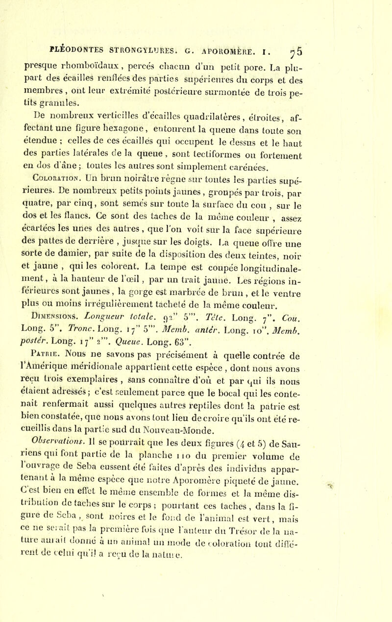 presque rhomboïdaux, percés chacun d’un petit pore. La plu- part des écailles renflées des parties supérieures du corps et des membres , ont leur extrémité postérieure surmontée de trois pe- tits granules. De nombreux verticilles d’écailles quadrilatères , étroites , af- fectant une figure hexagone, entourent la queue dans toute son étendue ; celles de ces écaillés qui occupent le dessus et le haut des parties latérales de la queue , sont tectiformes ou fortement en dos d’âne ; toutes les autres sont simplement carénées. Coloration. Ln brun noirâtre régne sur toutes les parties supé- rieures. De nombreux petits points jaunes , groupés par trois, par quatre, par cinq, sont semés sur toute la surface du cou , sur le dos et les flaOcs. Ce sont des taches de la meme couleur , assez écartées les unes des autres , que l’on voit sur la face supérieure des pattes de derrière , jusque sur les doigts. La queue offre une sorte de damier, par suite de la disposition des deux teintes, noir et jaune , qui les colorent. La tempe est coupée longitudinale- ment , a la hauteur de 1 œil , par un trait jaune. Les régions in- férieures sont jaunes, la gorge est marbrée de brun , et le ventre plus ou moins irrégulièrement tacheté de la meme couleur. Dimensions. Longueur totale, g 2” 5’”. Tète. Long. 7”. Cou. Long. 5”. Tronc. Long. ïf 5’”. Memb. antér. Long. 10.Memb. poster. Long. 17” 2’”. Queue. Long. 63”. Patrie. Nous 11e savons pas précisément à quelle contrée de 1 Amérique méridionale appartient cette espece , dont nous avons reçu trois exemplaires , sans connaître d’où et par qui ils nous étaient adressés ; c’est seulement parce que le bocal qui les conte- nait renfermait aussi quelques autres reptiles dont la patrie est bien constatée, que nous avons tout lieu de croire qu ils ont été re- cueillis dans la partie sud du Nouveau-Monde. Observations. Il se pourrait que les deux figures (4 et 5) de Sau- riens qui font partie de la planche 110 du premier volume de 1 ouvrage de Seba eussent été faites d’après des individus appar- tenant à la meme espèce que notre Aporomèrc piqueté de jaune. C esl bien en effet le même ensemble de formes et la même dis- tribution de taches sur le corps ; pourtant ces taches , dans la fi- gure de Seba , sont noires et le fond de l’animal est vert, mais ce ne serait pas la première fois que fauteur du Trésor de la na- ture aurait donné à un animal un mode de coloration tout diffé- rent de celui qu’il a reçu de la nature.