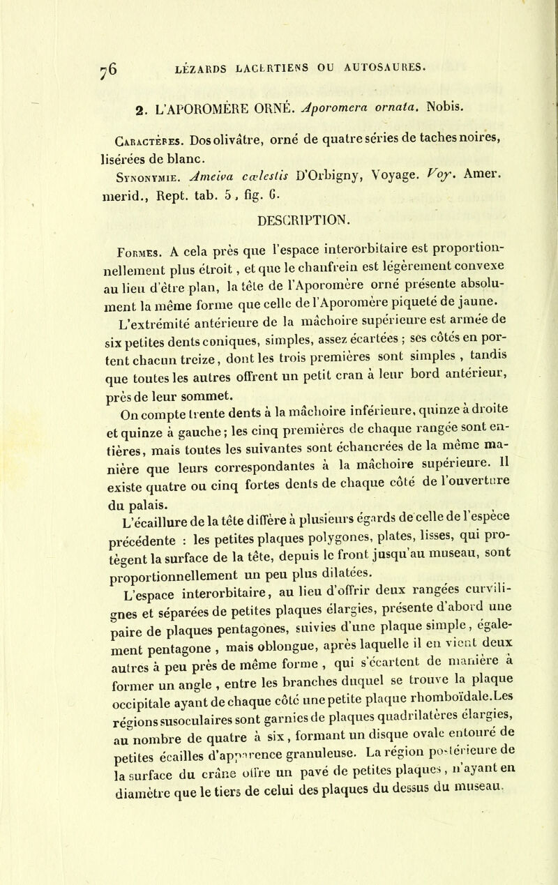 2. L’APOROMÉRE ORNÉ. Jporomera ornata. Nobis. Caractères. Dos olivâtre, orné de quatre séries de taches noires, lisérées de blanc. Synonymie. Ameiva cœleslis D’Orbigny, Voyage. Voy, Amer, merid., Rept. tab. 5, fig. G. DESCRIPTION. Formes. A cela près que l’espace interorbitaire est proportion- nellement plus étroit, et que le chanfrein est légèrement convexe au lieu d’être plan, la tête de l’Aporomère orné présente absolu- ment la même forme que celle de l’Aporomère piqueté de jaune. L’extrémité antérieure de la mâchoire supérieure est armée de six petites dents coniques, simples, assez écartées ; ses côtés en por- tent chacun treize, dont les trois premières sont simples, tandis que toutes les autres offrent un petit cran à leur bord antérieui, près de leur sommet. On compte trente dents à la mâchoire inférieure, quinze adroite et quinze à gauche ; les cinq premières de chaque rangée sont en- tières, mais toutes les suivantes sont échancrées de la même ma- nière que leurs correspondantes à la mâchoire supérieure. 11 existe quatre ou cinq fortes dents de chaque côté de l’ouverture du palais. L’écaillure de la tête diffère à plusieurs égards de celle de 1 espece précédente : les petites plaques polygones, plates, lisses, qui pro- tègent la surface de la tête, depuis le front jusqu’au museau, sont proportionnellement un peu plus dilatées. L’espace interorbitaire, au lieu d’offrir deux rangées curvili- gnes et séparées de petites plaques élargies, présente d’abord une paire de plaques pentagones, suivies d’une plaque simple, égale- ment pentagone , mais oblongue, après laquelle il en vient deux autres à peu près de même forme , qui s écartent de manière à former un angle , entre les branches duquel se trouve la plaque occipitale ayant de chaque côté une petite plaque rhomboïdale.Les régions susoculaires sont garnies de plaques quadrilatères élargies, au nombre de quatre à six, formant un disque ovale entouré de petites écailles d’apparence granuleuse. La région postérieure de la surface du crâne offre un pavé de petites plaques, n ayant en diamètre que le tiers de celui des plaques du dessus du museau.