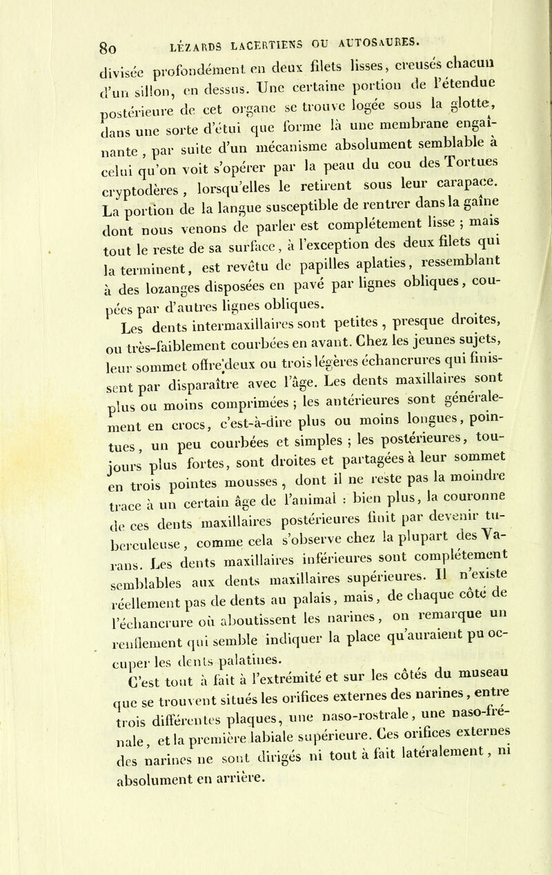 divisée profondément en deux filets lisses, creusés chacun d’un sillon, en dessus. Une certaine portion de l’étendue postérieure de cet organe se trouve logee sous la glotte, dans une sorte d’étui que forme là une membrane engai- nante , par suite d’un mécanisme absolument semblable à celui qu’on voit s’opérer par la peau du cou des Tortues cryptodères , lorsqu’elles le retirent sous leur carapace. La portion de la langue susceptible de rentrer dans la gaine dont nous venons de parler est complètement lisse ; mais tout le reste de sa surface, à l’exception des deux filets qui la terminent, est revêtu de papilles aplaties, ressemblant à des lozanges disposées en pavé par lignes obliques, cou- pées par d’autres lignes obliques. Les dents intermaxillaires sont petites , presque droites, ou très-faiblement courbées en avant. Chez les jeunes sujets, leur sommet offredeux ou trois légères échancrures qui finis- sent par disparaître avec l’âge. Les dents maxillaires sont plus ou moins comprimées ; les antérieures sont générale- ment en crocs, c’est-à-dire plus ou moins longues, poin- tues un peu courbées et simples ; les postérieures, tou- jours plus fortes, sont droites et partagées à leur sommet en trois pointes mousses, dont il ne reste pas la moindre trace à un certain âge de l’animal : bien plus, la couronne de ces dents maxillaires postérieures finit par devenir tu- berculeuse , comme cela s’observe chez la plupart des Va- rans. Les dents maxillaires inférieures sont complètement semblables aux dents maxillaires supérieures. U n’existe réellement pas de dents au palais, mais, de chaque cote de l’échancrure où aboutissent les narines, on îemaïque un rendement qui semble indiquer la place qu’auraient pu oc- cuper les den ts-palatines. C’est tout à fait à l’extrémité et sur les côtes du museau que se trouvent situés les orifices externes des narines, entre trois différentes plaques, une naso-rostrale, une naso-fre- nale et la première labiale supérieure. Ces orifices externes des narines ne sont dirigés ni tout à fait latéralement, ni absolument en arrière.